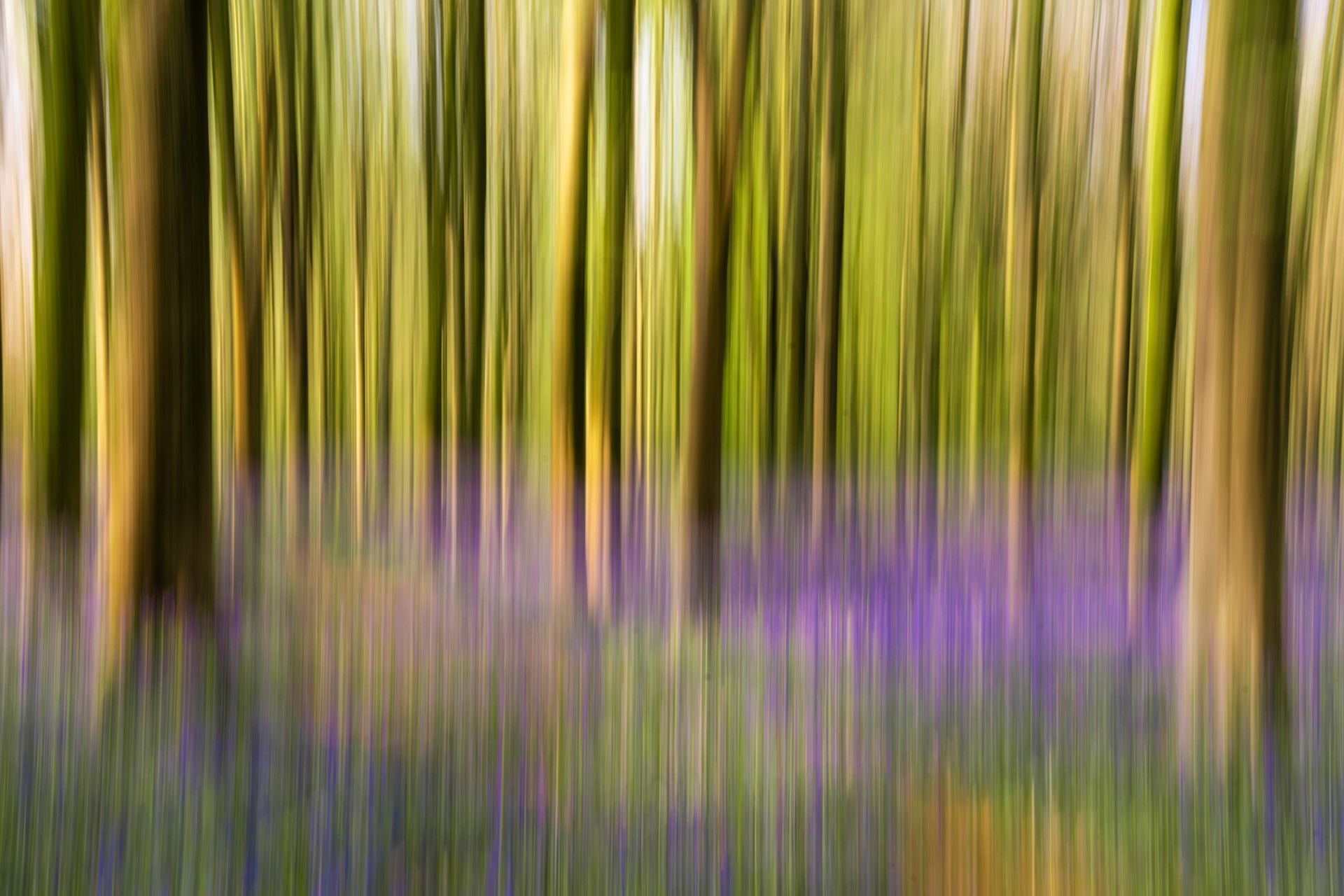 An intentional camera movement exposure renders a bluebell-carpeted woodland in West Woods, Wiltshire as vertical striations of violet and green. The upward drag of the shutter separates tree trunks into luminous bands, dissolving the forest floor into pooled colour. The warm golden light on the bark suggests early morning in a broadleaf wood at peak spring bloom.