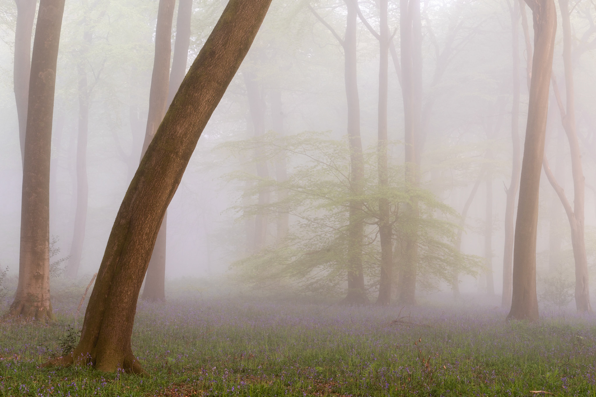 Dense spring fog softens the interior of a beech woodland in the Chilterns, Oxfordshire, at dawn, reducing the further trees to pale silhouettes while a low, spreading shrub — possibly a young yew — holds its green form as a quiet focal point. A carpet of bluebells covers the woodland floor, their colour muted by the diffuse light. The leaning foreground trunk introduces diagonal tension into an otherwise still composition.
