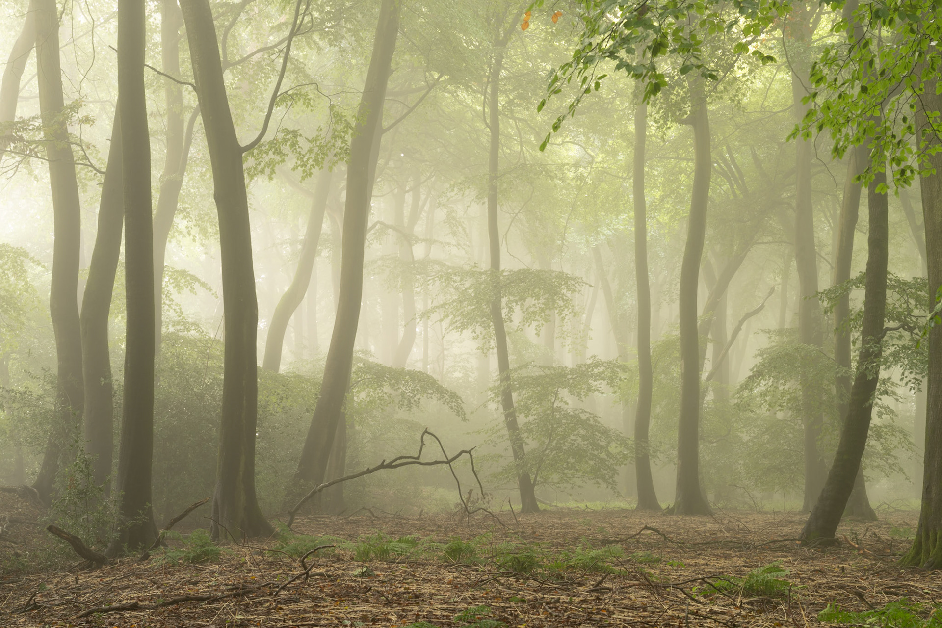 Dense early-morning fog filters through a stand of beech in the Chilterns, Oxfordshire, softening the vertical rhythm of the trunks into successive planes of grey-green. A fallen limb occupies the mid-ground, its angular form echoing the lean of the living trees above. The forest floor of dry leaf litter and scattered fern suggests late summer at the cusp of turn.