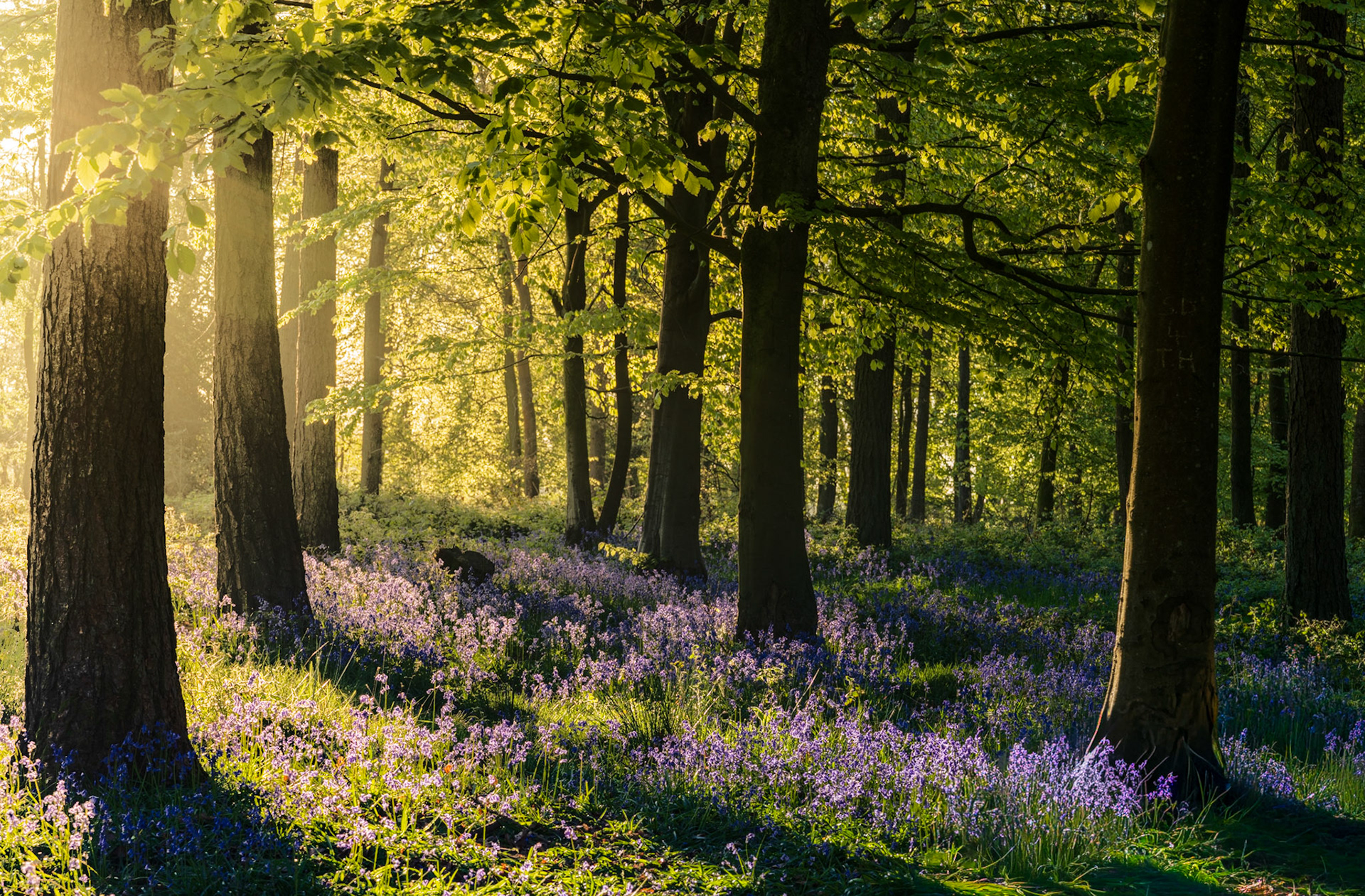 Low dawn light rakes through a broadleaf woodland in the Chilterns, Oxfordshire, at full spring flush, casting the bluebell carpet in alternating bands of shadow and warm backlight. The luminous canopy, still in fresh leaf, amplifies the glow while the dark trunks provide counterpoint to the violet ground layer. The combination of raking sidelight and peak bluebell coverage makes this a well-timed, controlled image.