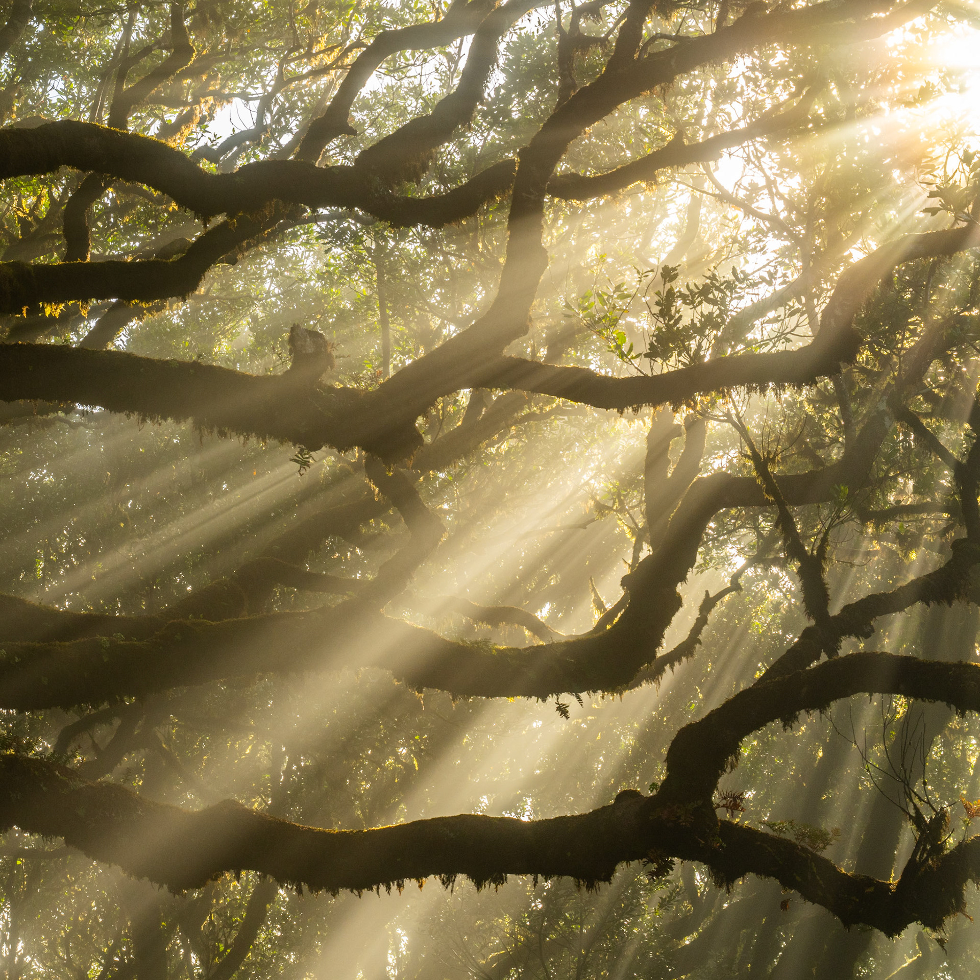 Crepuscular rays pierce a canopy of moss-draped laurel or evergreen oak, the mist dense enough to render each shaft of early-morning light as a discrete, near-tangible column. The interlocking branches fill the frame with structural complexity without obscuring the luminous quality of the air between them. A rare alignment of atmospheric conditions and low sun angle gives the scene an interior stillness more felt than explained.