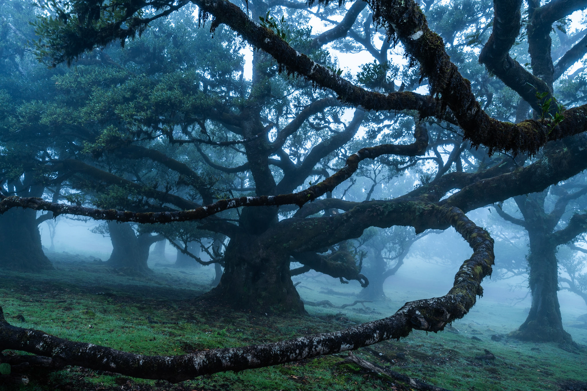 A veteran laurisilva tree spreads massive, moss-laden limbs through dense fog in the ancient laurel forest of Fanal, Madeira. The fallen foreground branch leads the eye into a receding corridor of gnarled forms, each successive tree dissolving further into blue-grey vapour. The cool, monochromatic palette and near-symmetrical chaos of the canopy give the scene an authority that transcends the picturesque.