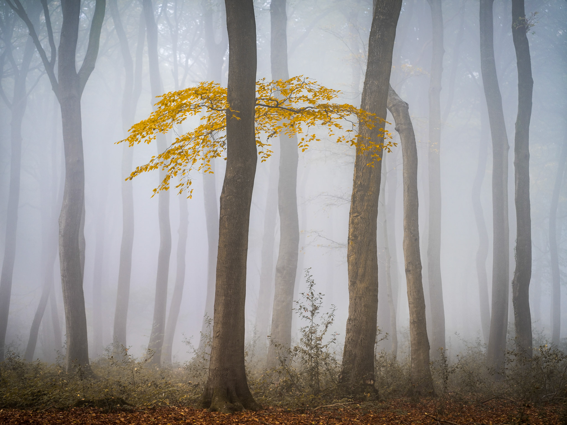 The lower branches of this Beech tree stand alone against it's neighbouring trunks. Golden leaves stand out against the fog, creating a brilliant focal point.
