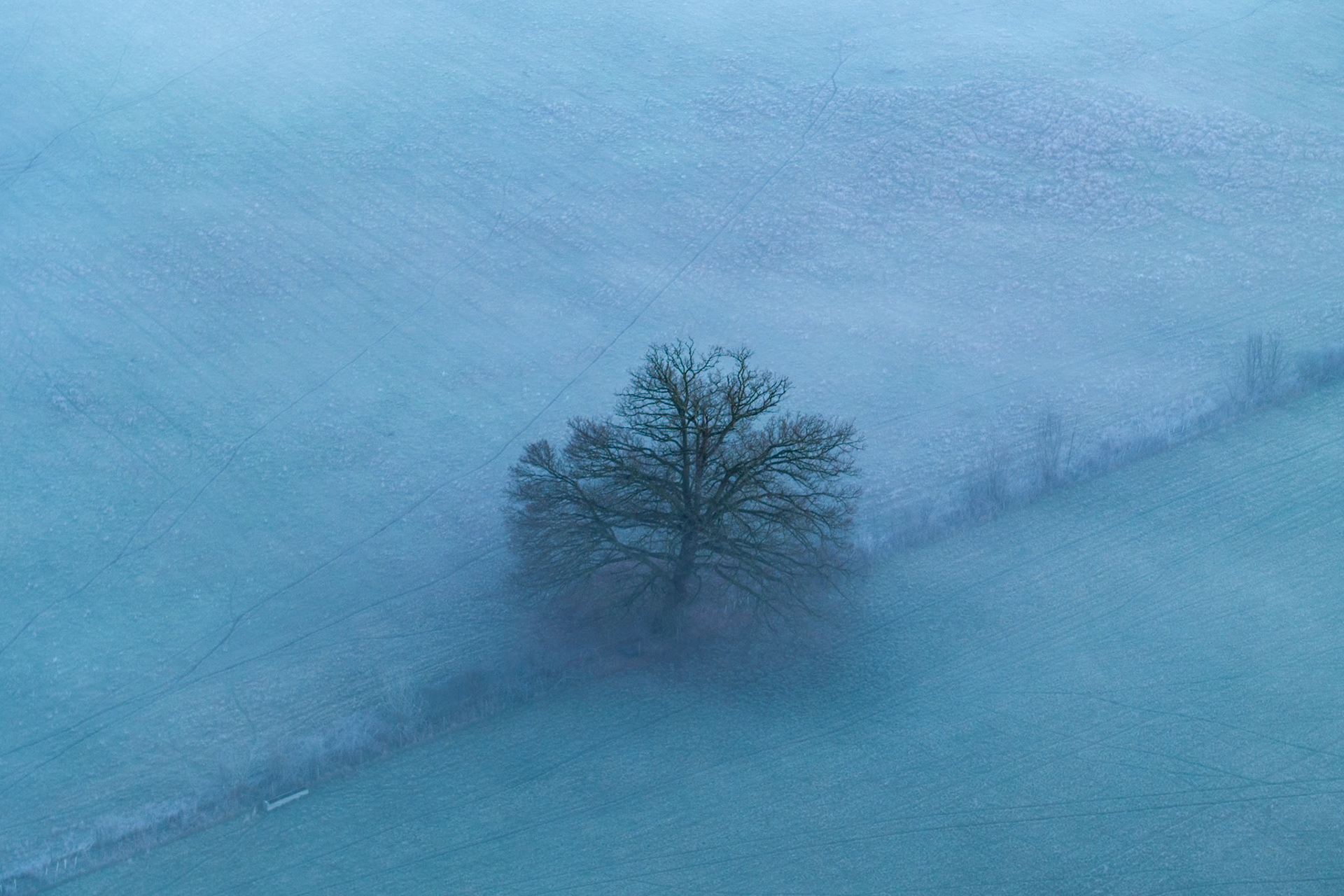 A mature oak stands alone in a frost-tinged arable field near Wallingford, Oxfordshire, viewed from directly above in dense winter fog. Diagonal tractor lines and a faint hedgerow trace the field's geometry around the tree, compressing the scene into near-abstraction. The blue-grey pre-dawn light flattens tonality and isolates the bare canopy as the sole focal point.