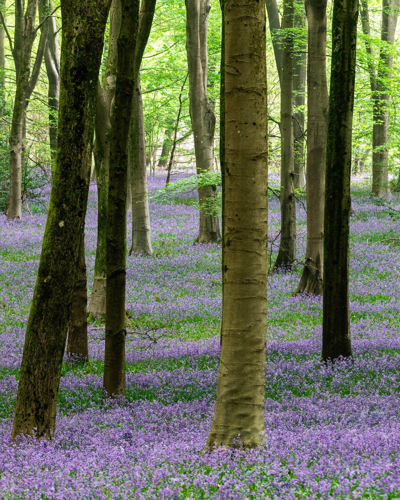 A dense carpet of native bluebells spreads beneath beech woodland in fresh spring leaf in Micheldever Wood, Hampshire. The smooth grey boles recede into soft green light, the forest floor unbroken and saturated with colour. Overcast conditions have suppressed harsh shadows, allowing the violet hue to read evenly from foreground to mid-ground.