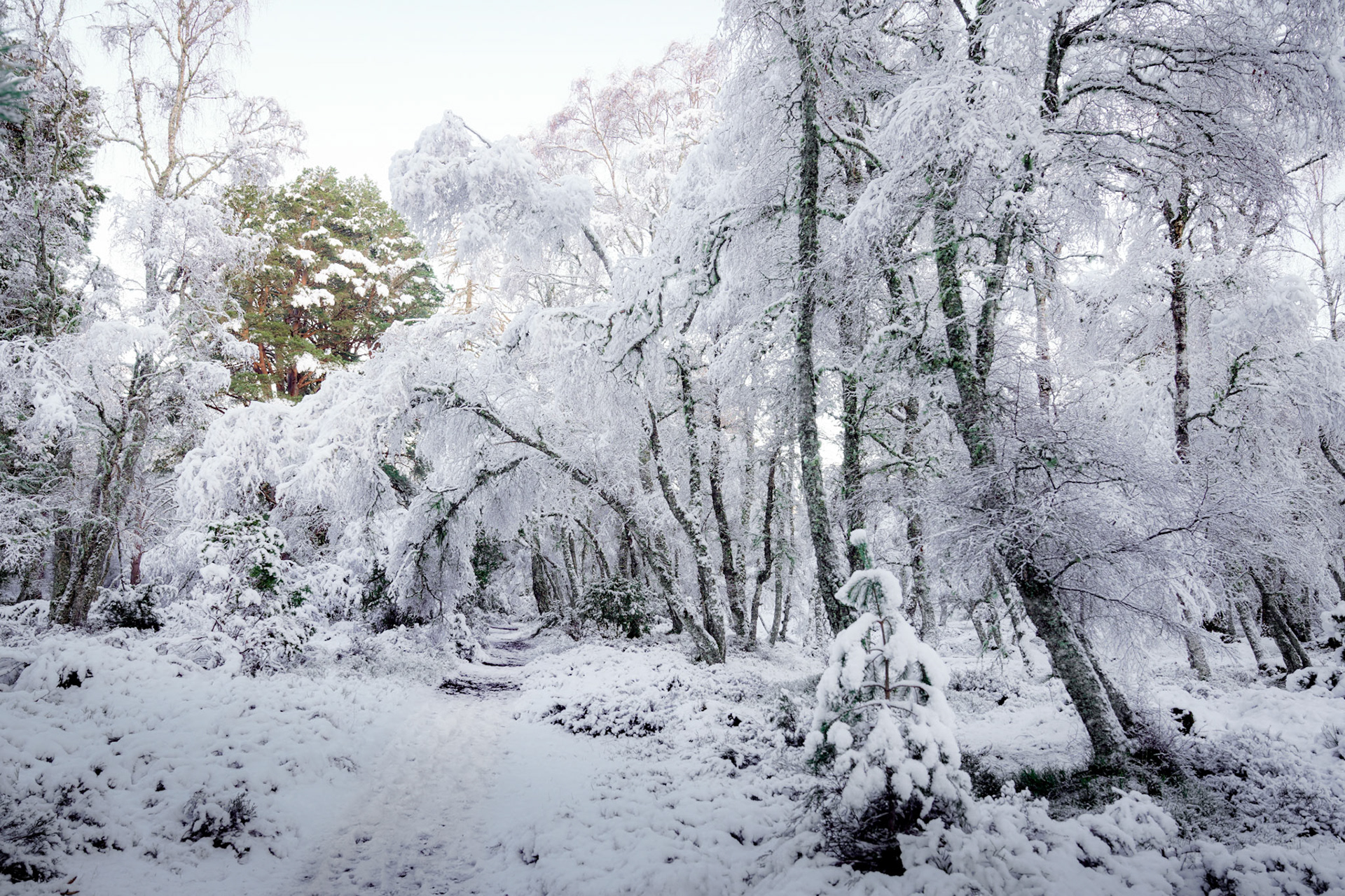 A road leads into the woodland of this Scottish winter scene, where heavy snow had fallen, Cairngorms, Black and White