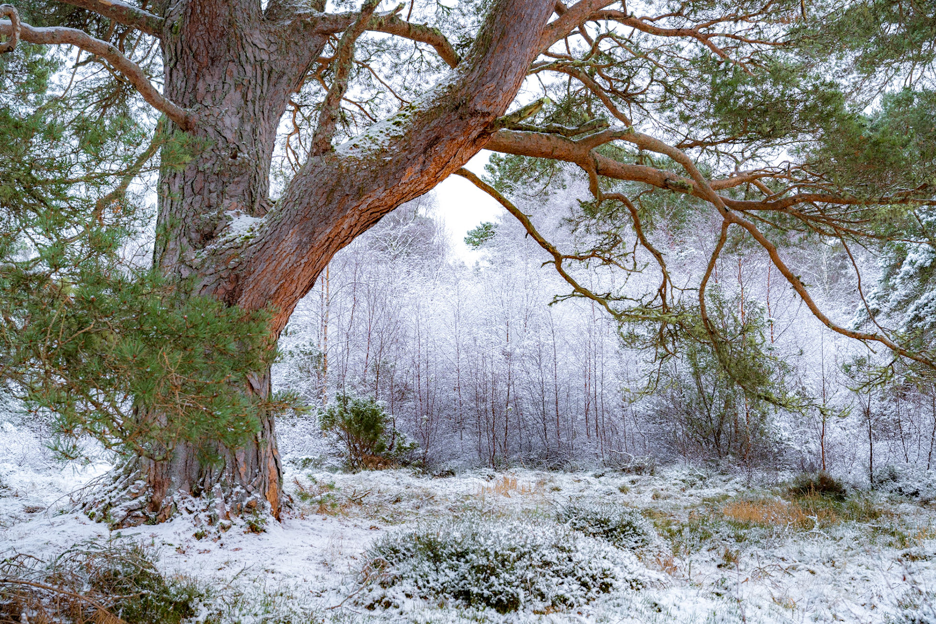 An ancient scots pine tree stands in front of a group of young birch. The scene is painted white in winter snow. From the Cairngorms National Park, Scotland.