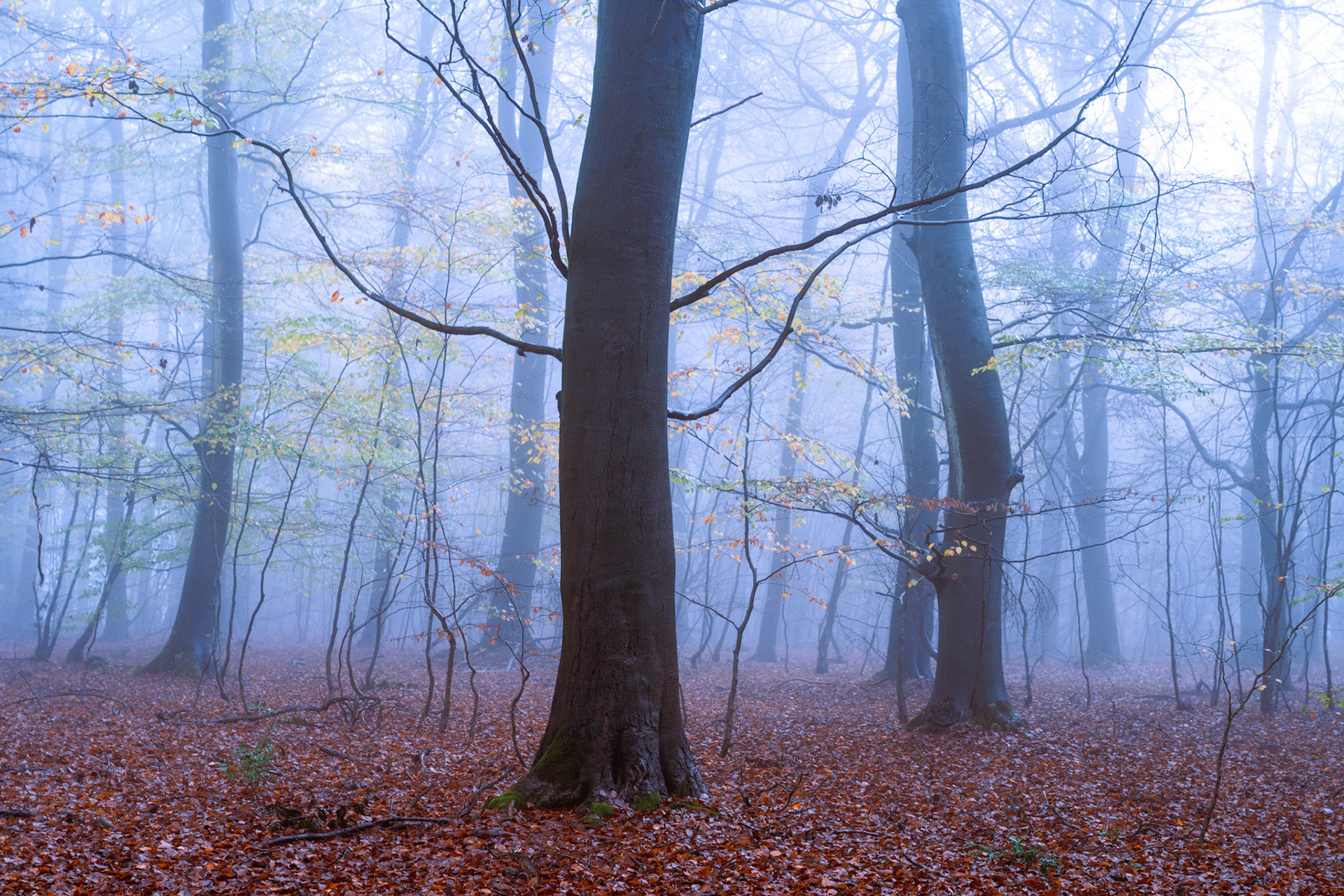 A mature beech stand in the Chilterns, Oxfordshire, at the close of autumn, the canopy stripped to its last leaves as thick fog compresses depth into successive planes of grey and blue. The warm copper of the leaf litter anchors the scene against the cool monochrome of the fog, and the central trunk holds the composition without dominating it.