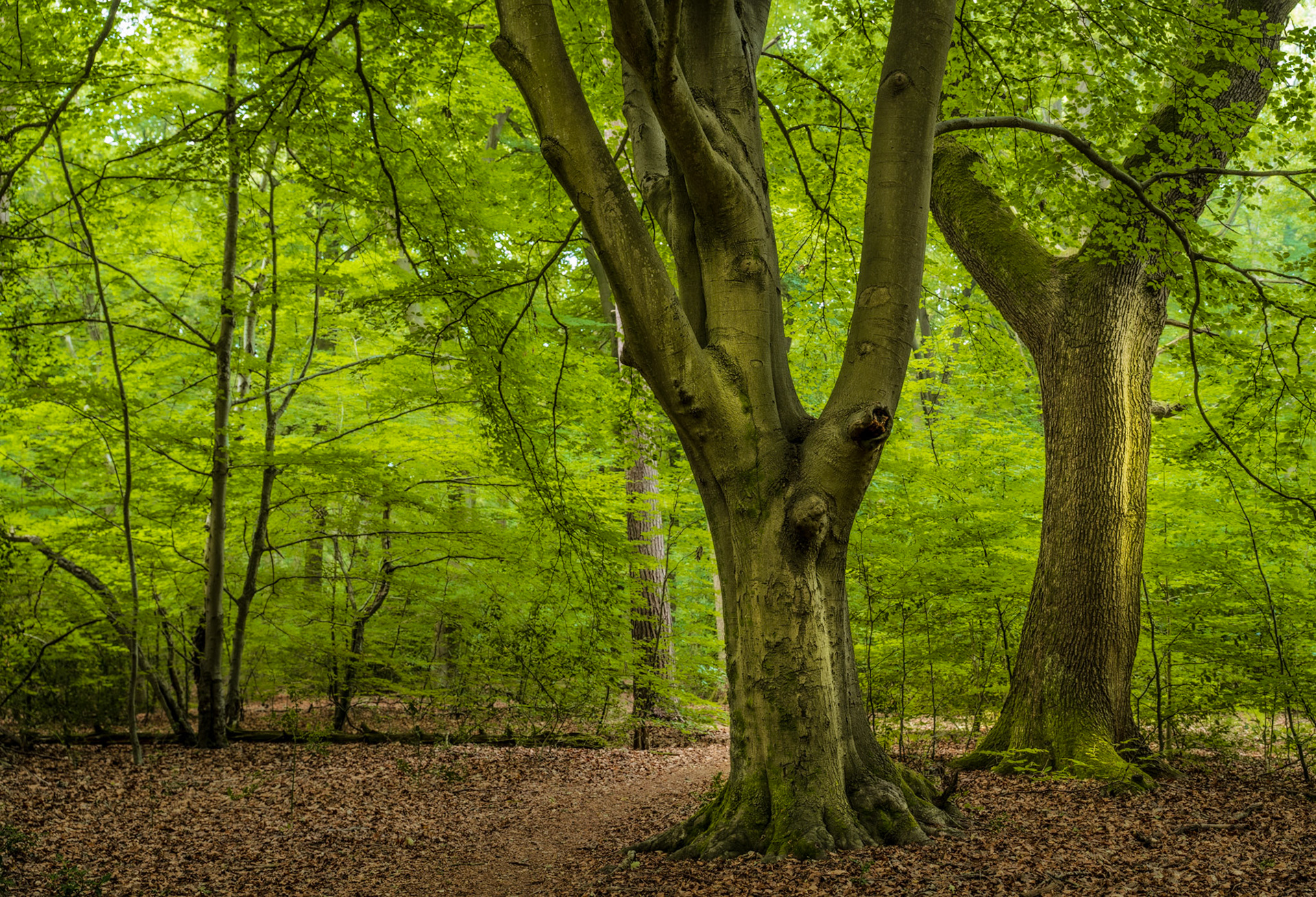 A veteran beech in the Chilterns, Oxfordshire, divides into twin leaders above a leaf-littered woodland floor, its muscular trunk and burr scars set against a canopy in full summer leaf. Soft, directionless overcast light suppresses shadow and saturates the yellow-green foliage, giving the scene an enclosed, interior quality. The absence of a strong focal anchor or atmospheric condition keeps the image within portfolio territory rather than competition grade.