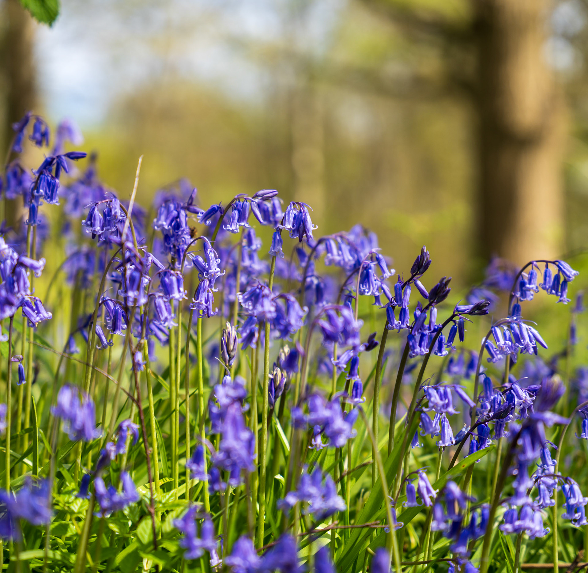 A dense carpet of common bluebells in peak April bloom fills the woodland understorey, shot at ground level with a shallow depth of field that dissolves beech trunks into soft ochre columns behind. The mid-morning light is bright and even, lacking the mist or low directional quality that typically defines the photographer's stronger woodland work.