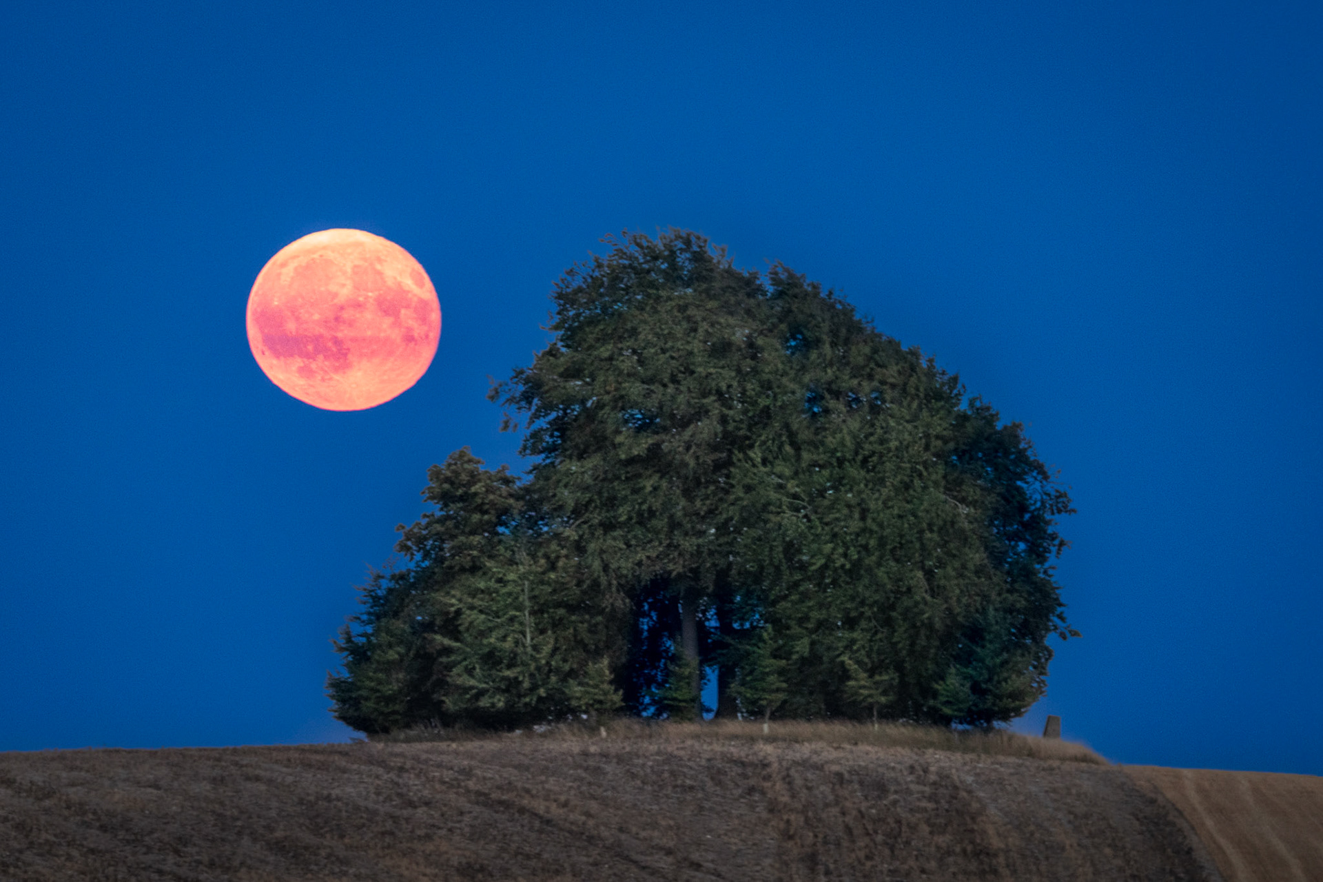 A full moon, deeply orange from atmospheric refraction, rises beside a dense hilltop copse during the blue hour of an August evening. The cluster of mixed broadleaf and conifer trees sits on a bare harvested hillside, its dark silhouette balanced against the moon's disc. The compression of a long focal length draws the two elements into close conversation without merging them.