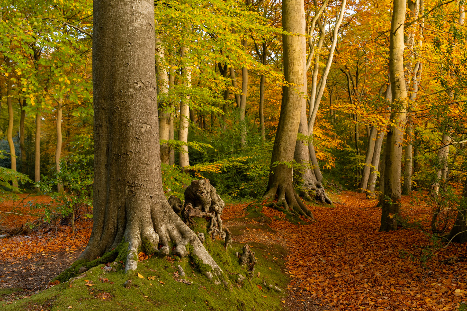 Ancient beech roots grip a mossy bank at the edge of a leaf-strewn path in the Chilterns, Oxfordshire, the canopy holding the last green and gold of autumn. Soft directional light picks out the sculptural form of the buttress roots against a carpet of fallen copper leaves. The receding trunks give depth without revealing a horizon.