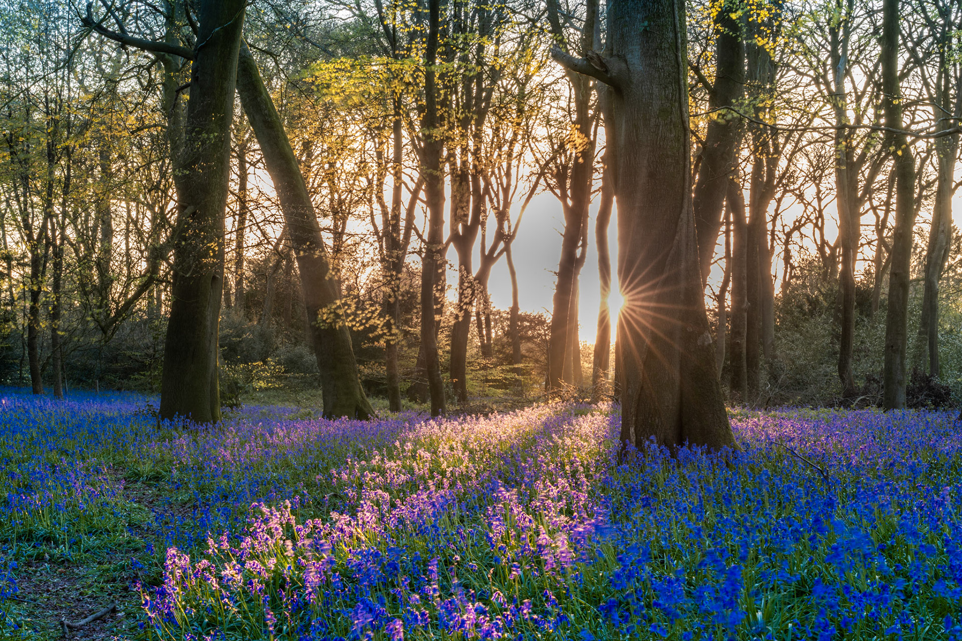 Bluebells and sunset sun star amongst old beech woodland, Chilterns, England