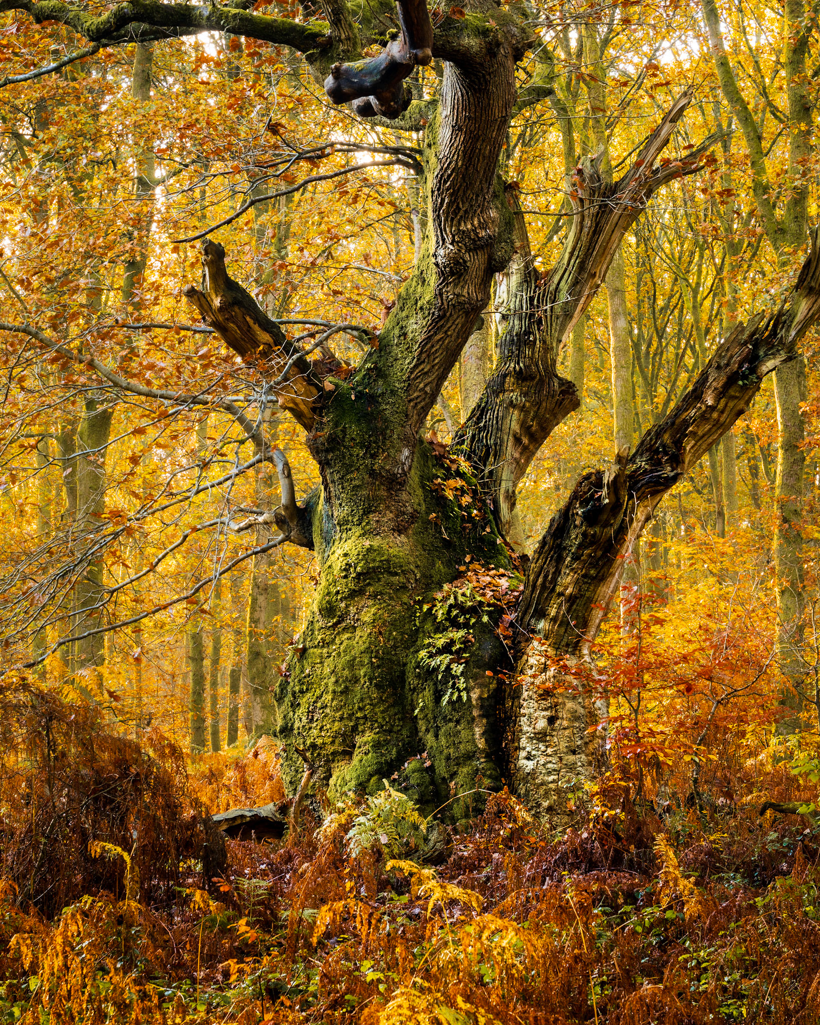 A veteran oak, its trunk heavily colonised by moss and fern, stands among late-turning beech in a managed broadleaf woodland in the Chilterns, Oxfordshire. The mossy base and broken scaffold branches suggest considerable age, possibly pollard origin. Soft, diffuse November light suppresses shadow and allows the warm amber canopy to read cleanly against the textured bark.