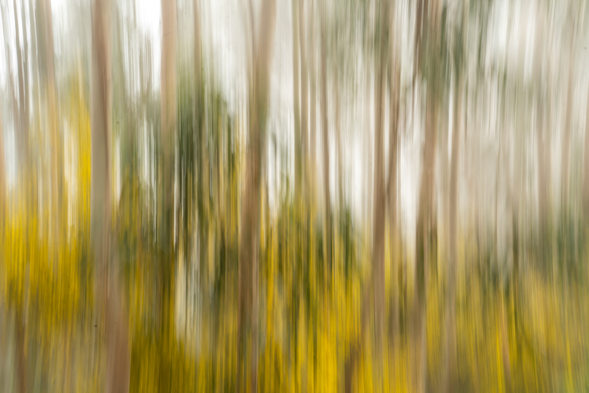 An intentional camera movement exposure renders a stand of tall trees as vertical streaks of ochre, warm brown, and dark green. The technique dissolves individual trunks and understorey into an abstract field of colour, retaining just enough structural rhythm to suggest a dense, light-filled woodland interior. Captured in late May, the yellow-green lower tones indicate fresh understorey growth or bracken.