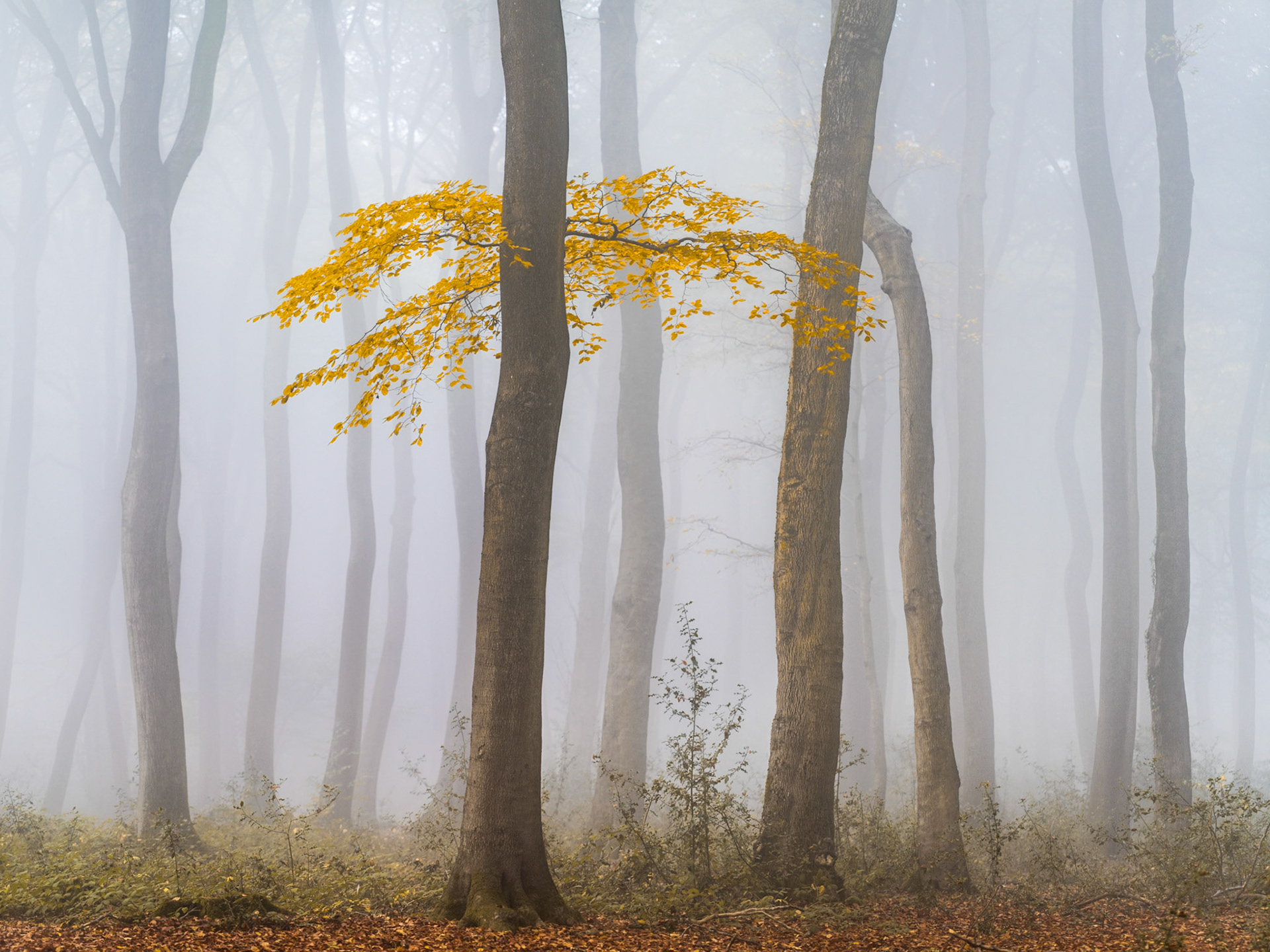 Autumn Gold - A beech tree retains it's lower golden foliage against thick fog and neighbouring tree trunks. BWPA 2026 Edition 14 Book Inclusion