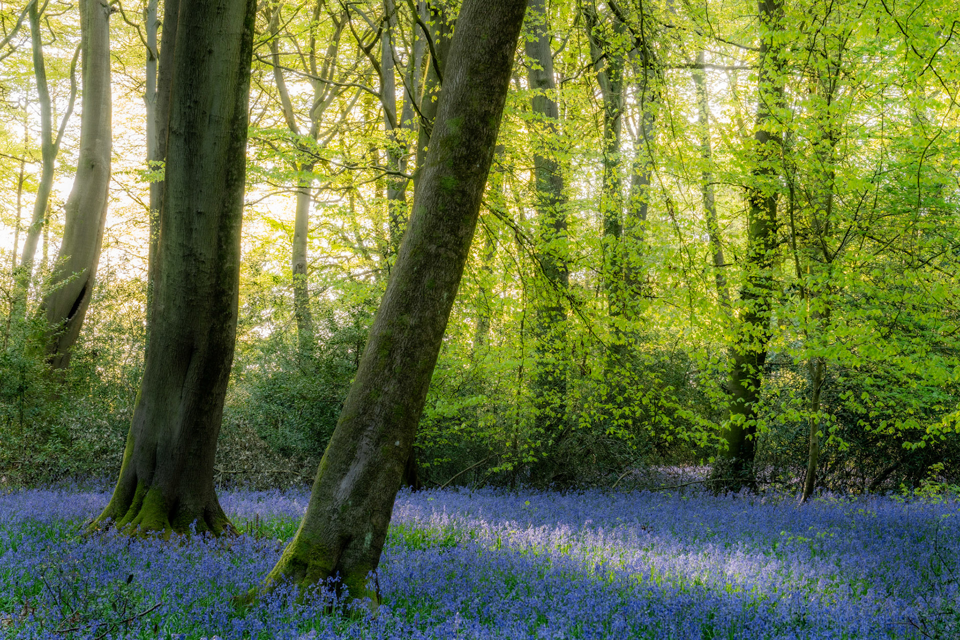 A dense carpet of bluebells spreads beneath the smooth grey trunks of beech trees in the Chilterns, Oxfordshire, caught here in fresh spring leaf. Early morning sidelight filters through the canopy, separating trunk forms from the luminous yellow-green foliage behind. The pairing of blue ground and backlit green canopy gives the composition its quiet tension.