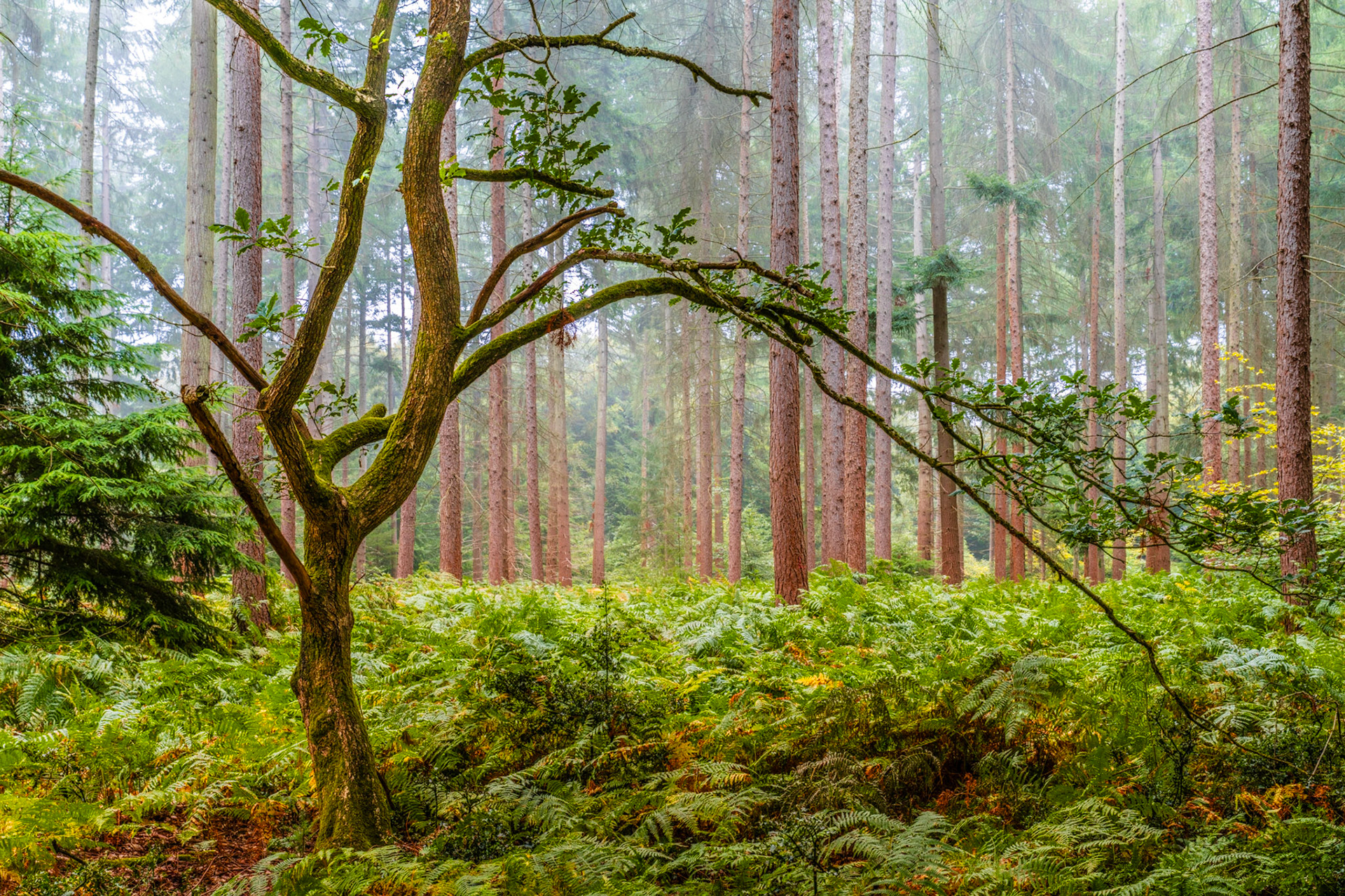 A moss-clad broadleaf tree extends a long lateral branch across a conifer plantation floor carpeted in fern, the tall trunks receding into soft morning fog. The contrast between the sinuous, low-growing tree and the regimented verticals of the surrounding conifers gives the scene quiet tension. Captured in mid-August when the bracken still holds its full summer green.