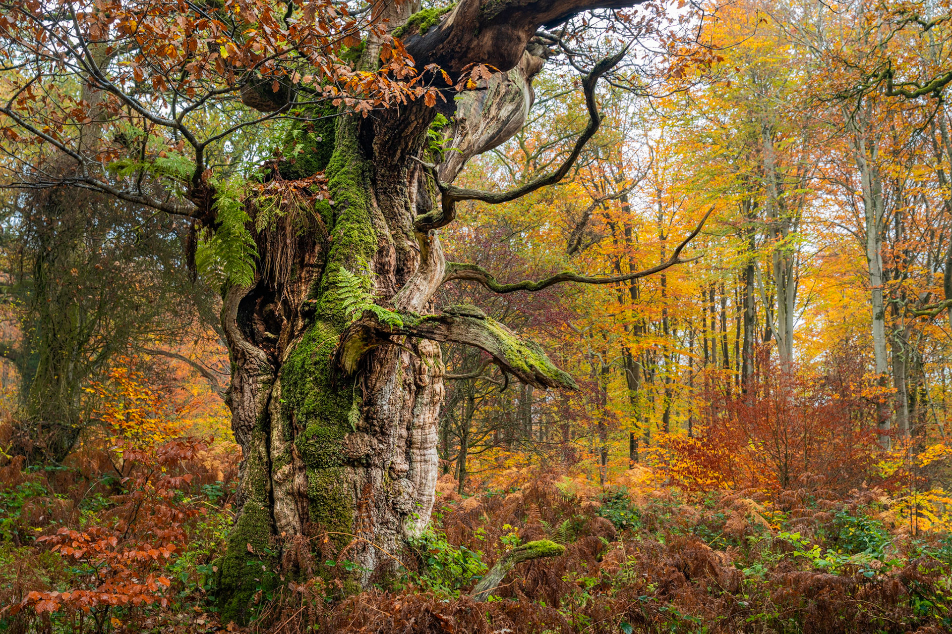 A massively girthed veteran oak, its bark fissured and moss-laden, stands amid bracken and autumn beech woodland in the Chilterns, Oxfordshire, under flat November light. Epiphytic ferns colonise the upper trunk, evidence of decades of moisture retention within a sheltered understorey. The diffuse overcast suppresses shadow, allowing the bark texture and the copper-and-gold woodland beyond to hold equal weight.