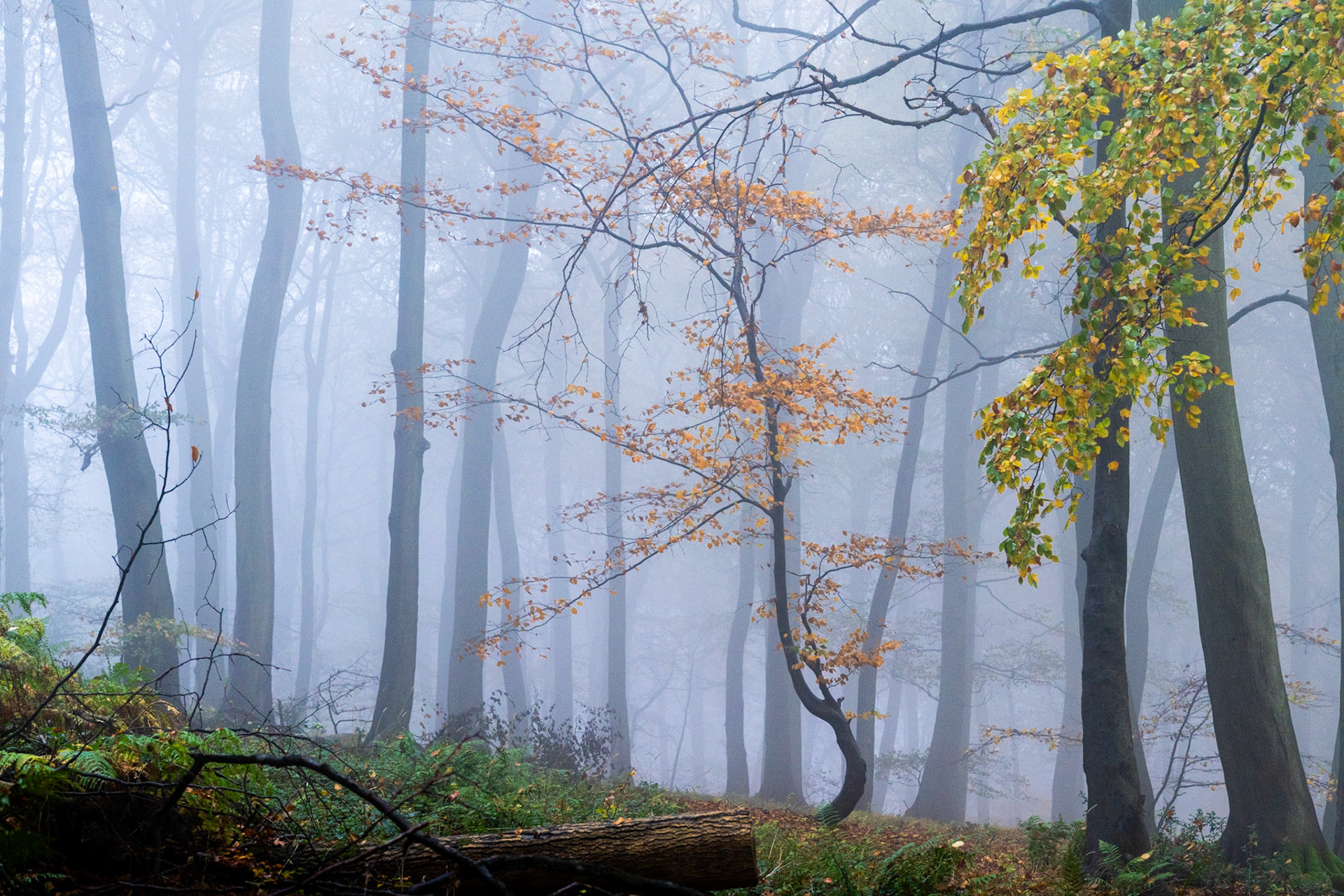 In a Chilterns beechwood in Oxfordshire, a slender, wind-leaned beech holds its last amber foliage against a wall of November fog, while fallen timber and ferns anchor the foreground. The receding columns of mature trees dissolve into a pale, luminous background, compressing the woodland into distinct tonal planes. Capture at 08:02 places the light at the transitional edge of dawn, just before the mist begins to thin.