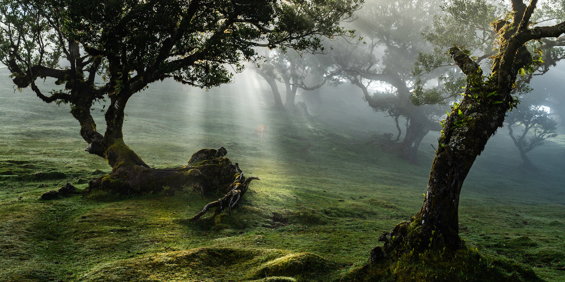 Crepuscular rays penetrate the laurisilva canopy of Fanal forest, Madeira, illuminating moss-covered ancient til trees emerging from low cloud. A grazing cow stands half-dissolved in the mist at mid-distance, anchoring the scale of the scene. The horizontal frame holds the tension between the dark, sculptural foreground roots and the luminous, receding fog.