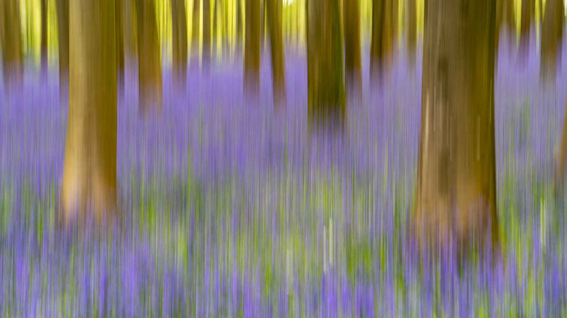 An intentional camera movement exposure draws beech trunks and a bluebell-carpeted floor at Badbury Clump near Faringdon, Oxfordshire into vertical streaks of violet, ochre, and green. The technique abstracts the woodland interior into pure colour and rhythm, the warm uprights of the trees anchoring the cool flood of flowers below. Captured at dawn in late April, at the peak of the bluebell season.