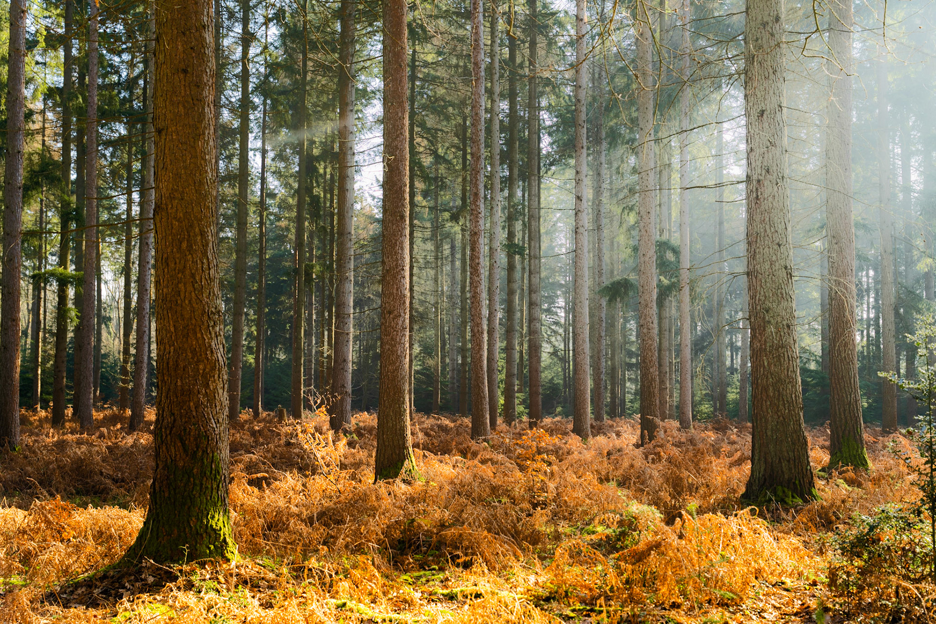 Low winter sun drives shafts of light through a managed conifer plantation, illuminating a dense carpet of bracken in its dormant, rust-coloured state. The mist thickening toward the background compresses the rows of tall trunks into receding planes, lending the scene a quiet geometric order. Captured on a still morning at the cusp of late winter.