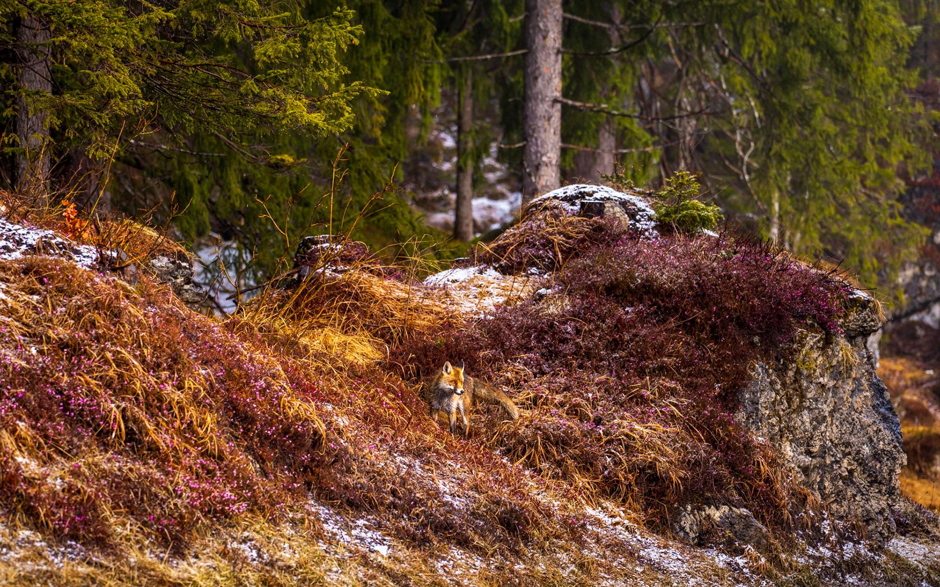 A red fox pauses among winter heather and frost-dusted rocks at the edge of a boreal or upland conifer forest, caught in a brief shaft of early morning light. The russet coat sits in near-perfect tonal harmony with the dead grass and dark heather stems, making the animal easy to overlook despite its central placement. Snow traces on the rocks confirm the cold transition between winter and spring.