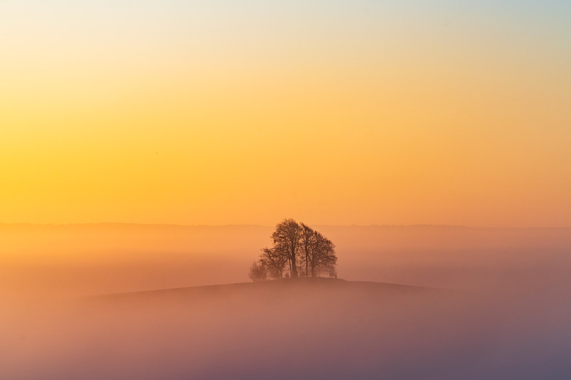 An absolutely magical scene from Oxfordshire, where a small group of trees on a 'barrow' stands above the mist, where the sunrise is lighting the scenes in the most beautiful orange, yellow and pink pastel hues.