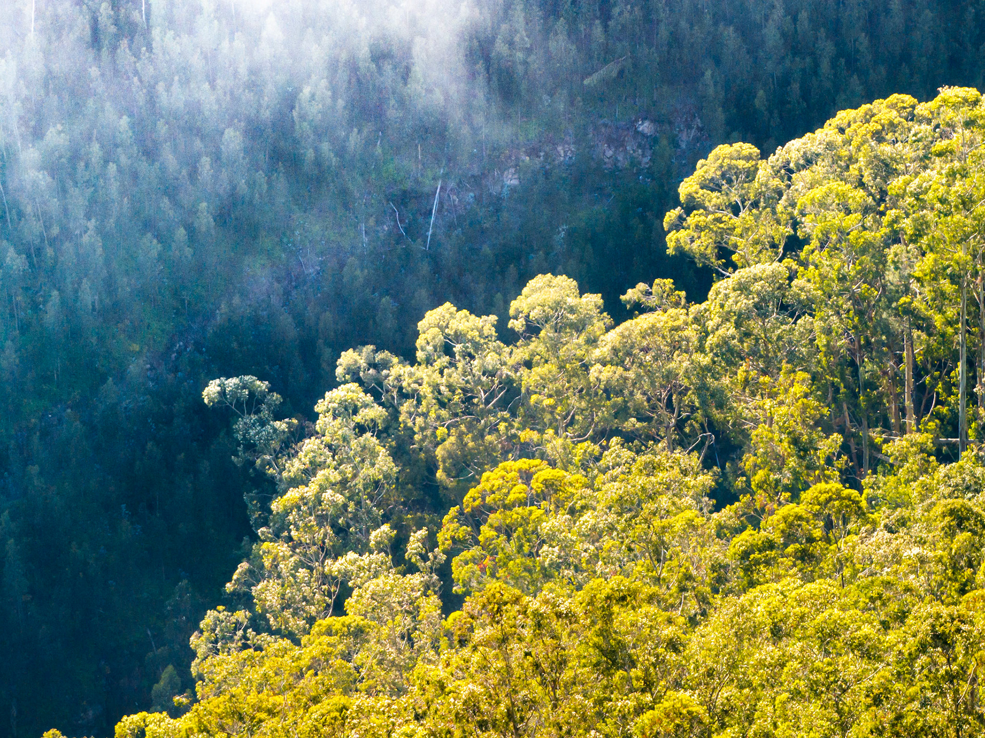 Morning sun catches the upper canopy of a steep eucalyptus and laurisilva forest slope on Madeira, separating sunlit crowns from a misty blue-grey valley below. The diagonal band of illumination creates a natural division between light and shadow across the densely wooded hillside. Captured from altitude in late spring, the image reads as near-abstract despite its documentary clarity.