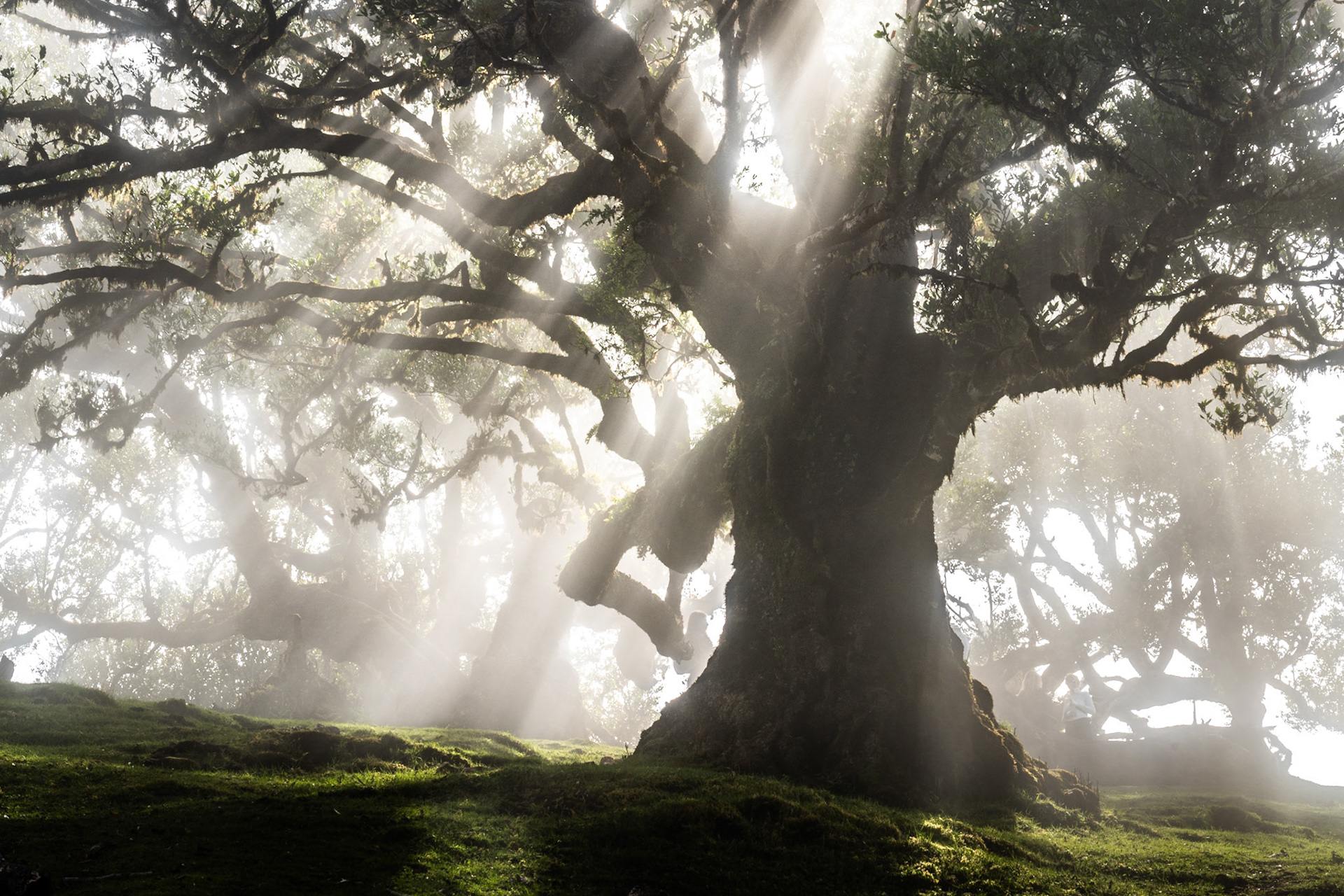 God-rays break through morning fog around a veteran Til laurel in the ancient laurisilva forest of Fanal, Madeira. The diffused backlight renders the gnarled trunk in near-silhouette against luminous mist, while moss-covered ground roots anchor the composition. The convergence of crepuscular rays and fog density is precise — a condition that lasts only minutes.