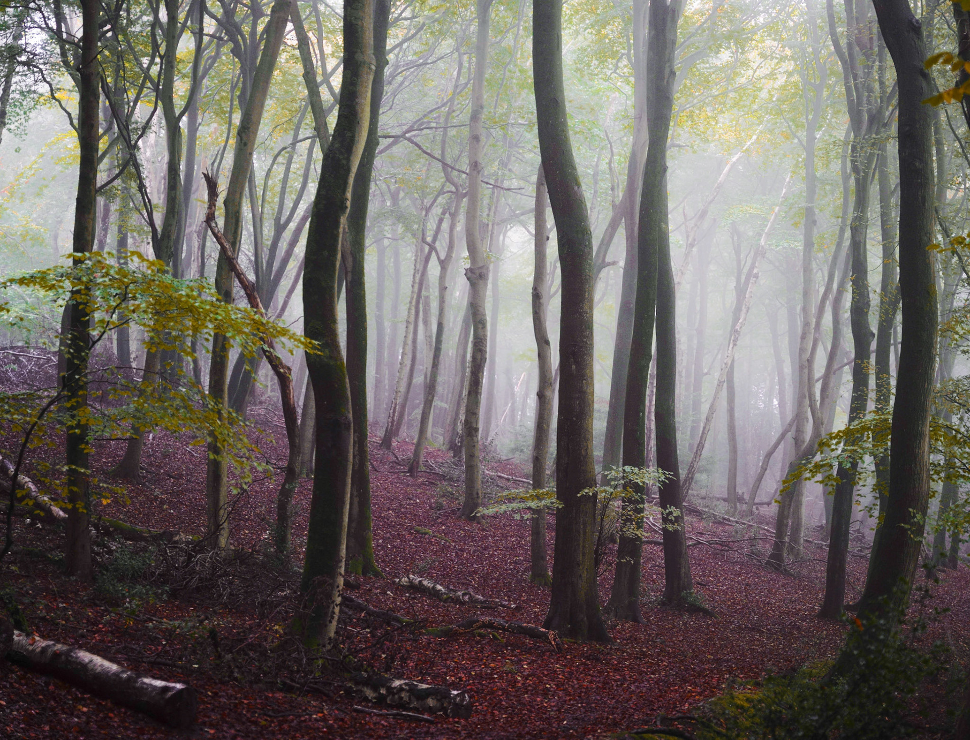 Beech woodland in Chilterns AONB, England