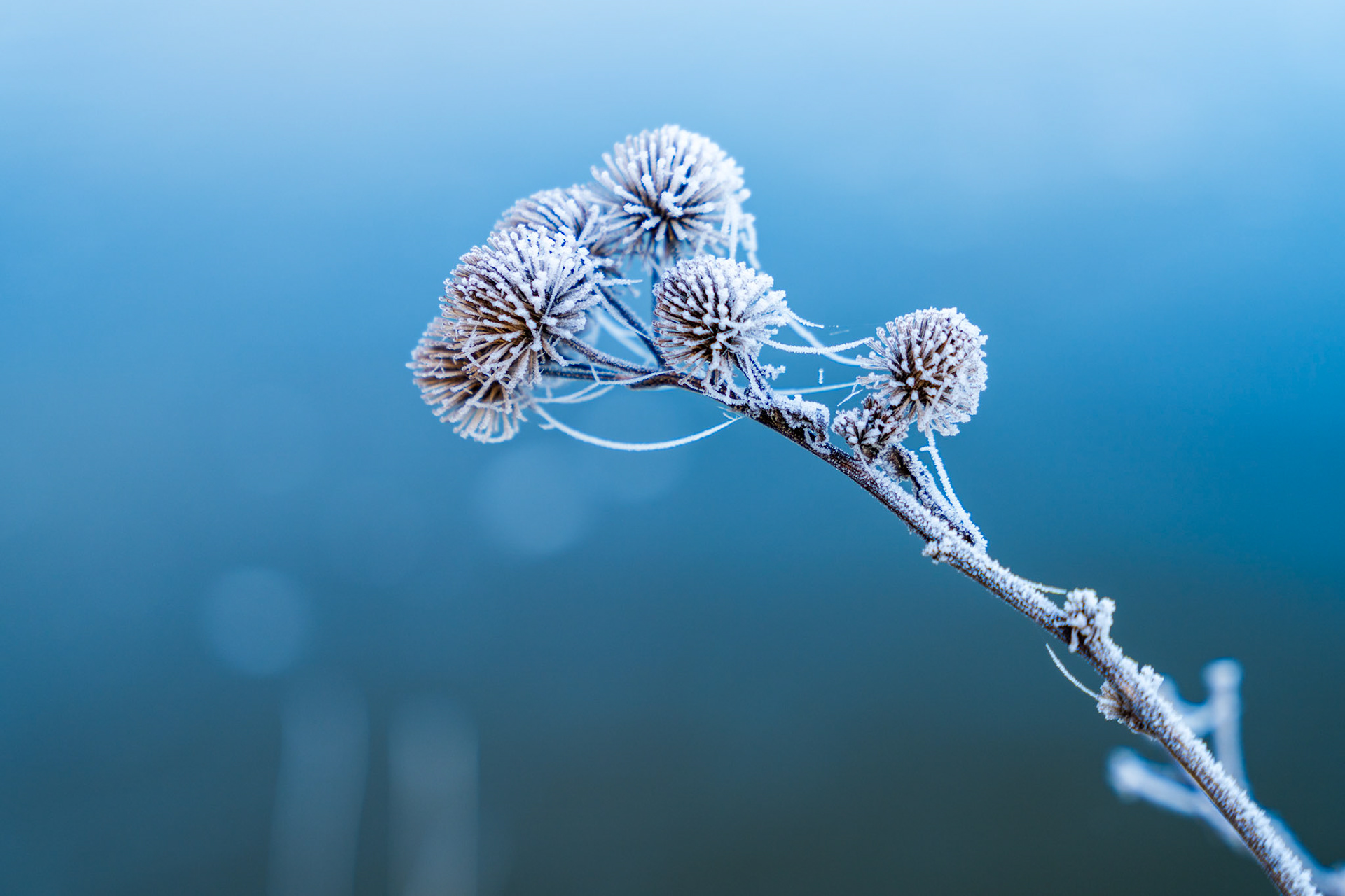 Hoarfrost coats a cluster of dried seedheads and trailing spider silk on a slender branch, suspended against a soft blue-grey background suggestive of still water or mist. The freezing conditions have crystallised every spine and filament, creating a delicate tracery that holds the cold air of a December morning.