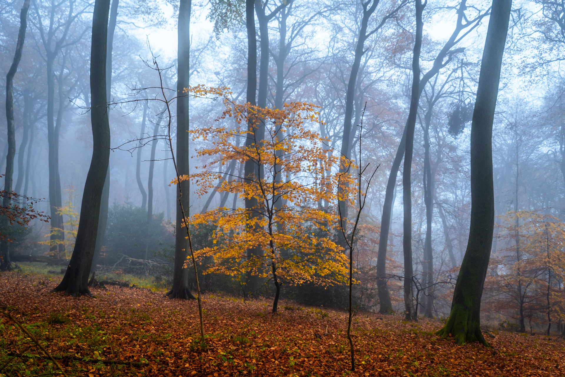 A solitary young beech retains its amber foliage amid a fog-filled stand of mature trees in the Chilterns, Oxfordshire, stripped nearly bare. The cool blue of the mist suppresses the background to silhouette while the warm ochre of the sapling's leaves draws the eye inward. Captured at dawn in late autumn, the image holds the pause between seasons with quiet authority.