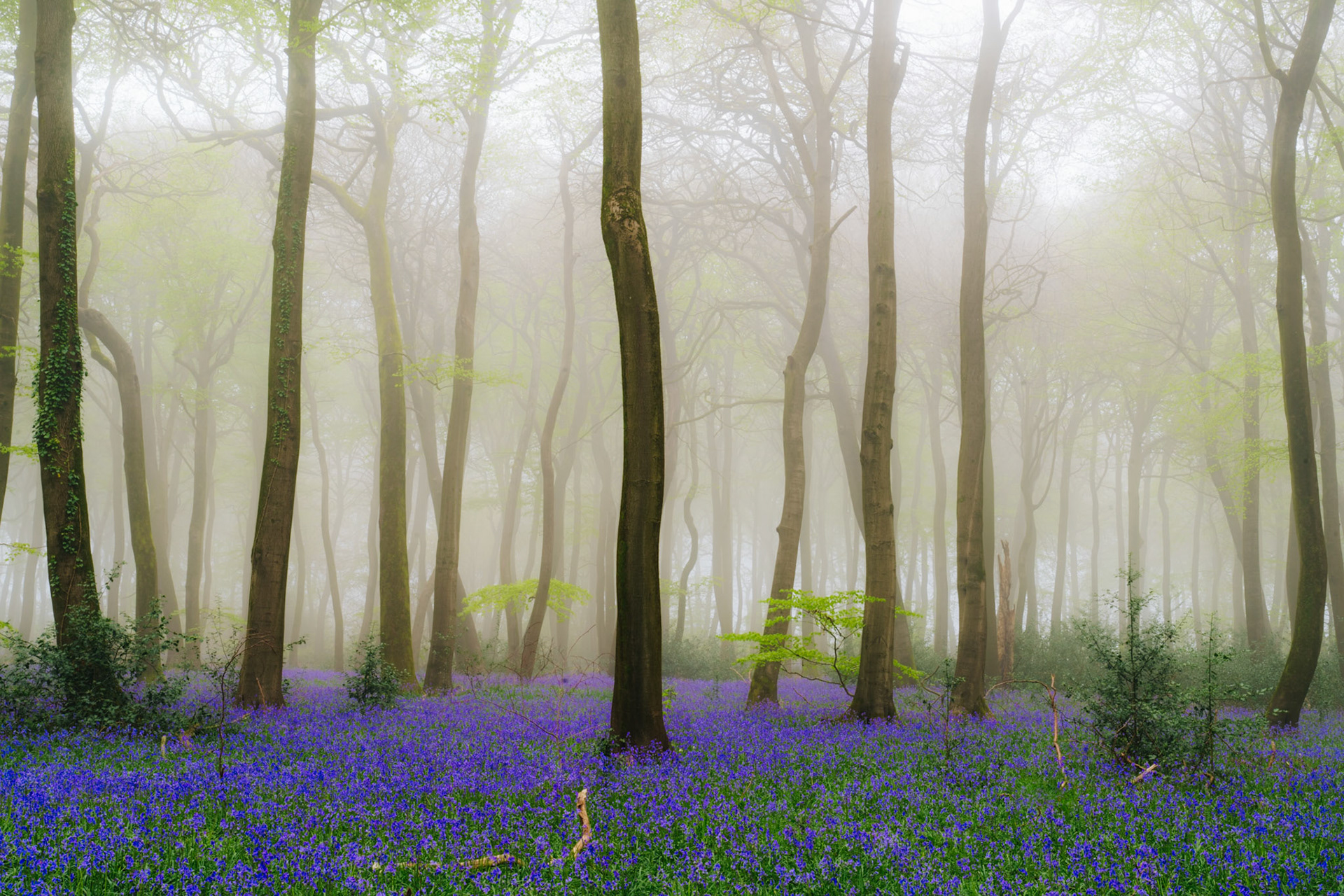 Foggy beech woodland with extensive carpets of bluebells, Chilterns, UK