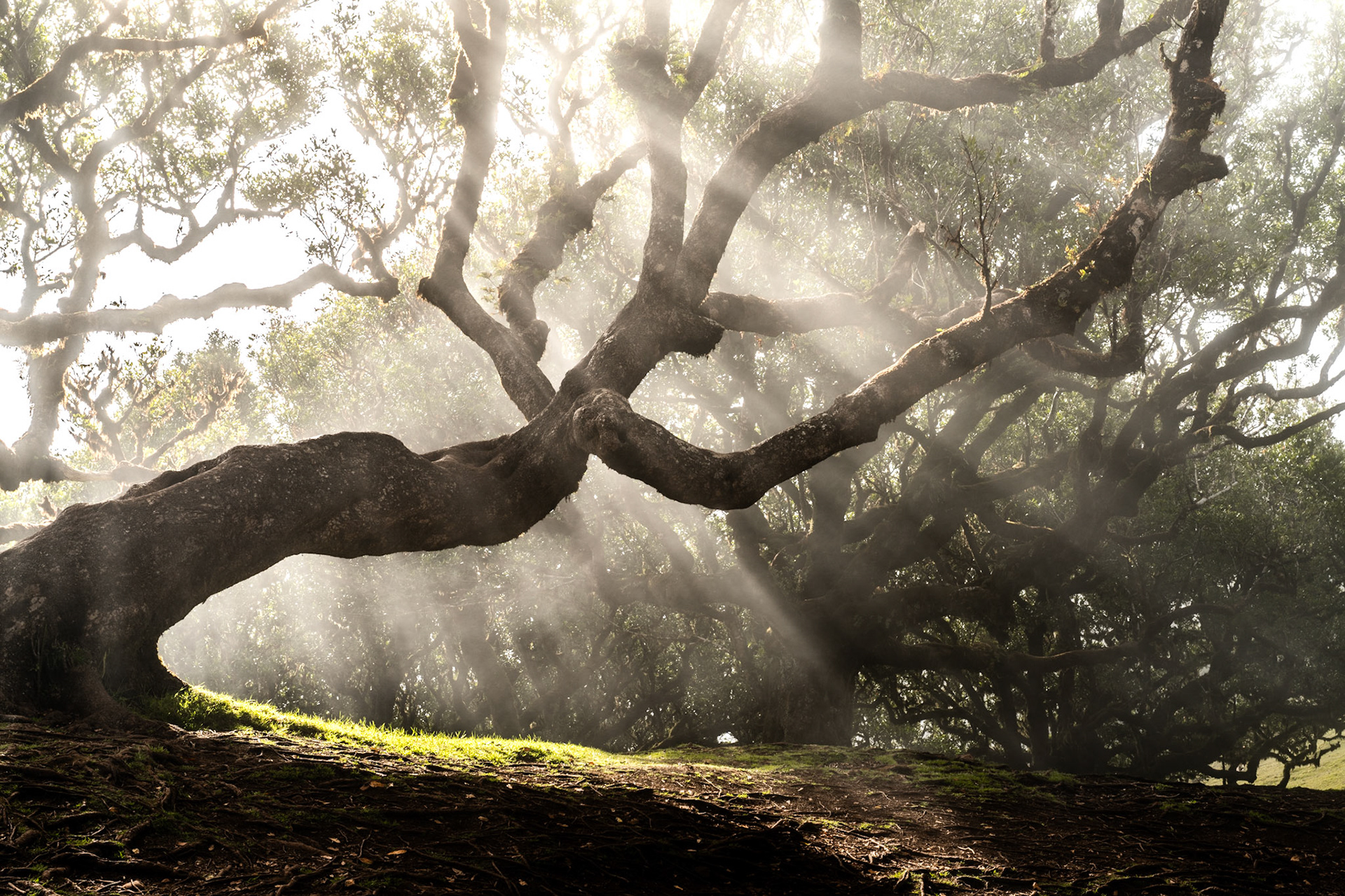 Crepuscular rays break through a canopy of laurisilva forest, illuminating the twisted limb of a veteran tree as mist drifts between the trunks. The low angle places the gnarled branch as a strong foreground diagonal, anchoring the composition against the soft diffusion of backlit fog. A patch of moss-edged grass catches the first direct light at bottom left, grounding an otherwise aerial scene.