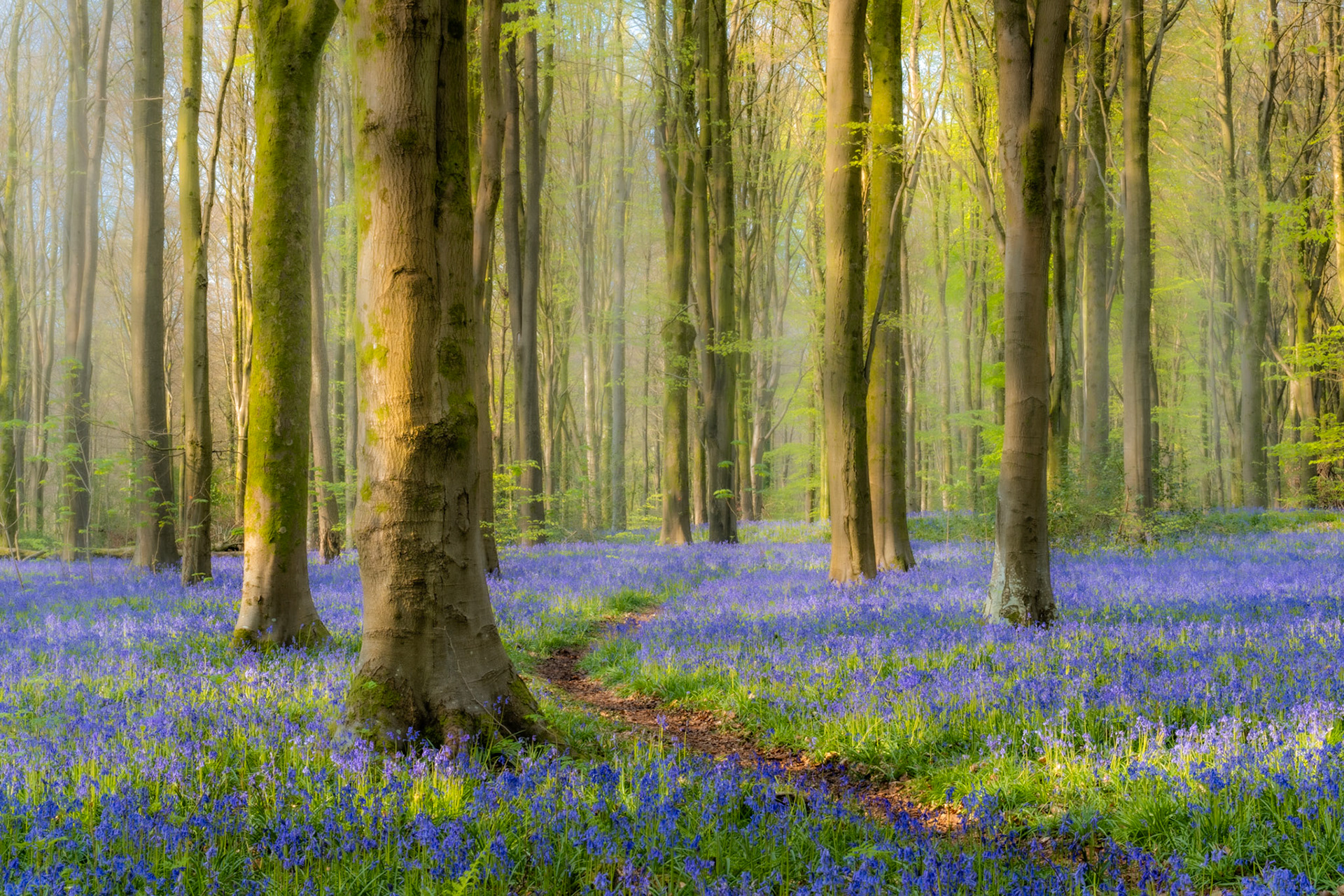 A winding deer path threads between moss-clad beech trunks through a dense carpet of bluebells at the peak of flowering in West Woods, Wiltshire. Soft early-morning mist diffuses the emerging canopy into pale green haze, giving depth and quiet luminosity to the woodland interior. The narrow trail draws the eye into the frame without resolving into open space, holding the viewer inside the scene.