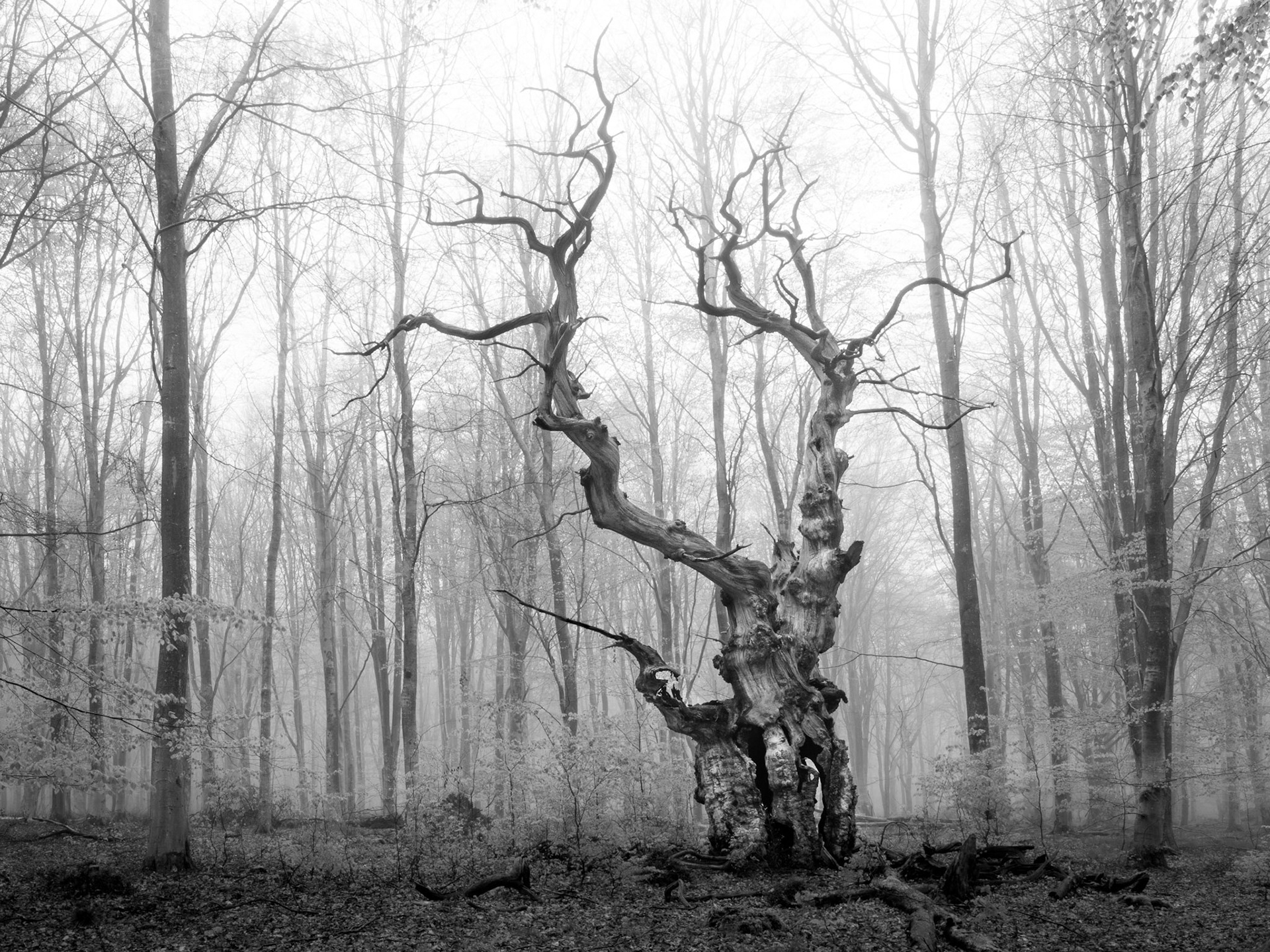 The Wizard, an ancient but dead oak tree standing wisely against younger beech/birch trees. England