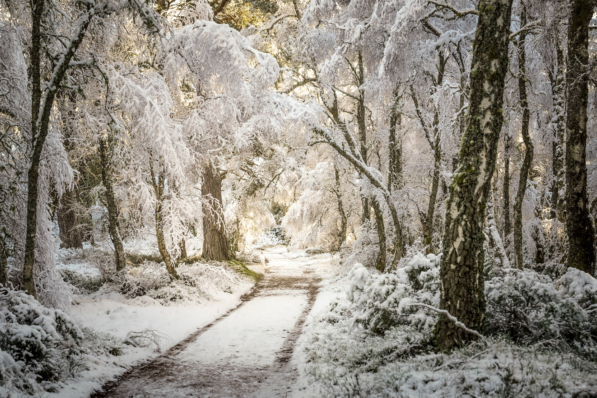 Frozen snow covered ancient woodland in the Cairngorms National Park, Scotland