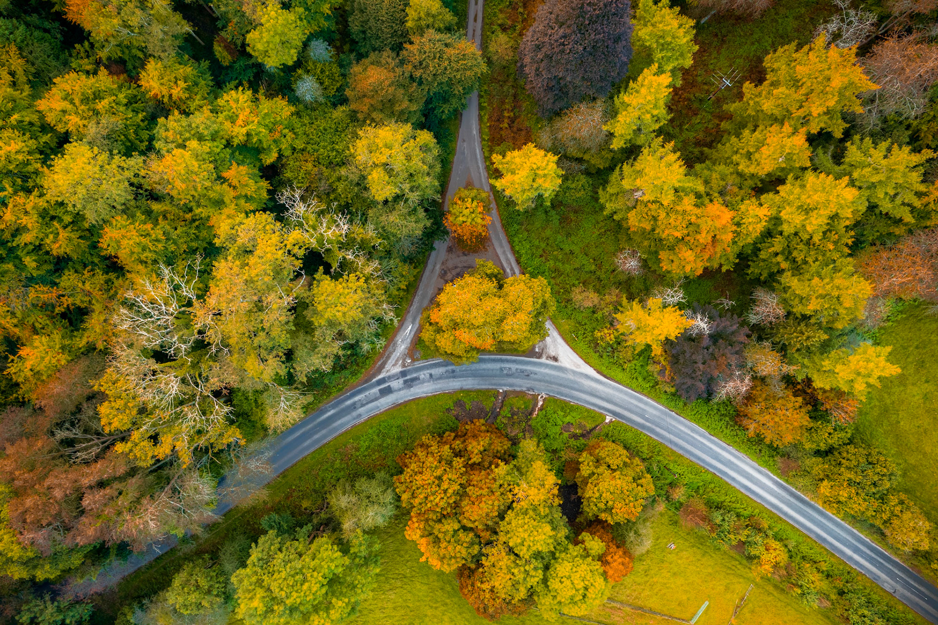 A Y-junction splits a rural road through mixed deciduous woodland near Henley-on-Thames, photographed at near-nadir from altitude during peak autumn colour. The geometric road form reads as pure abstraction against the textured canopy of yellows, ochres and deep greens. Overcast light flattens shadow and gives even saturation across the tree crowns.