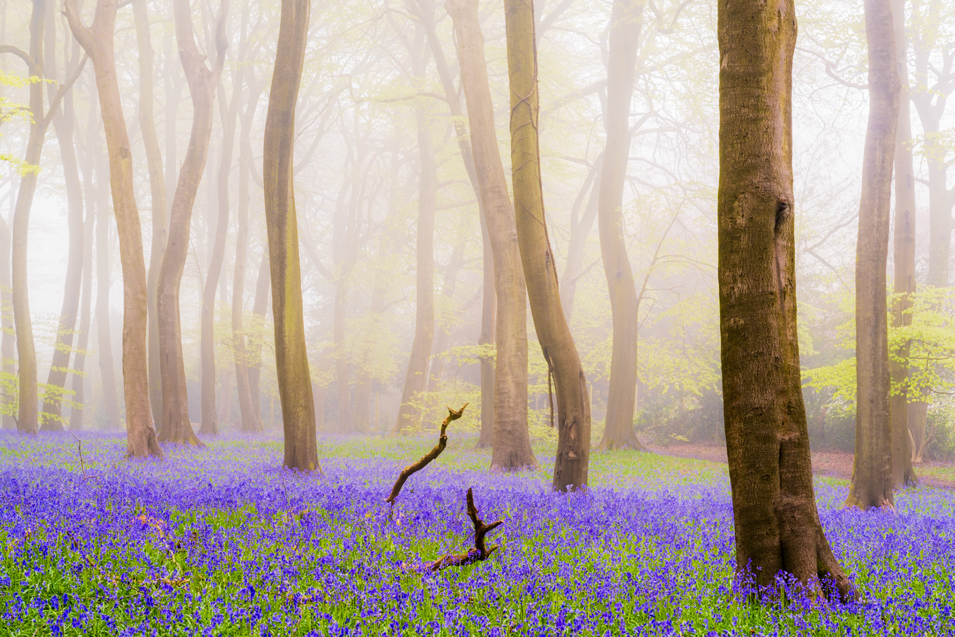 Foggy beech woodland with extensive carpets of bluebells, Chilterns, UK