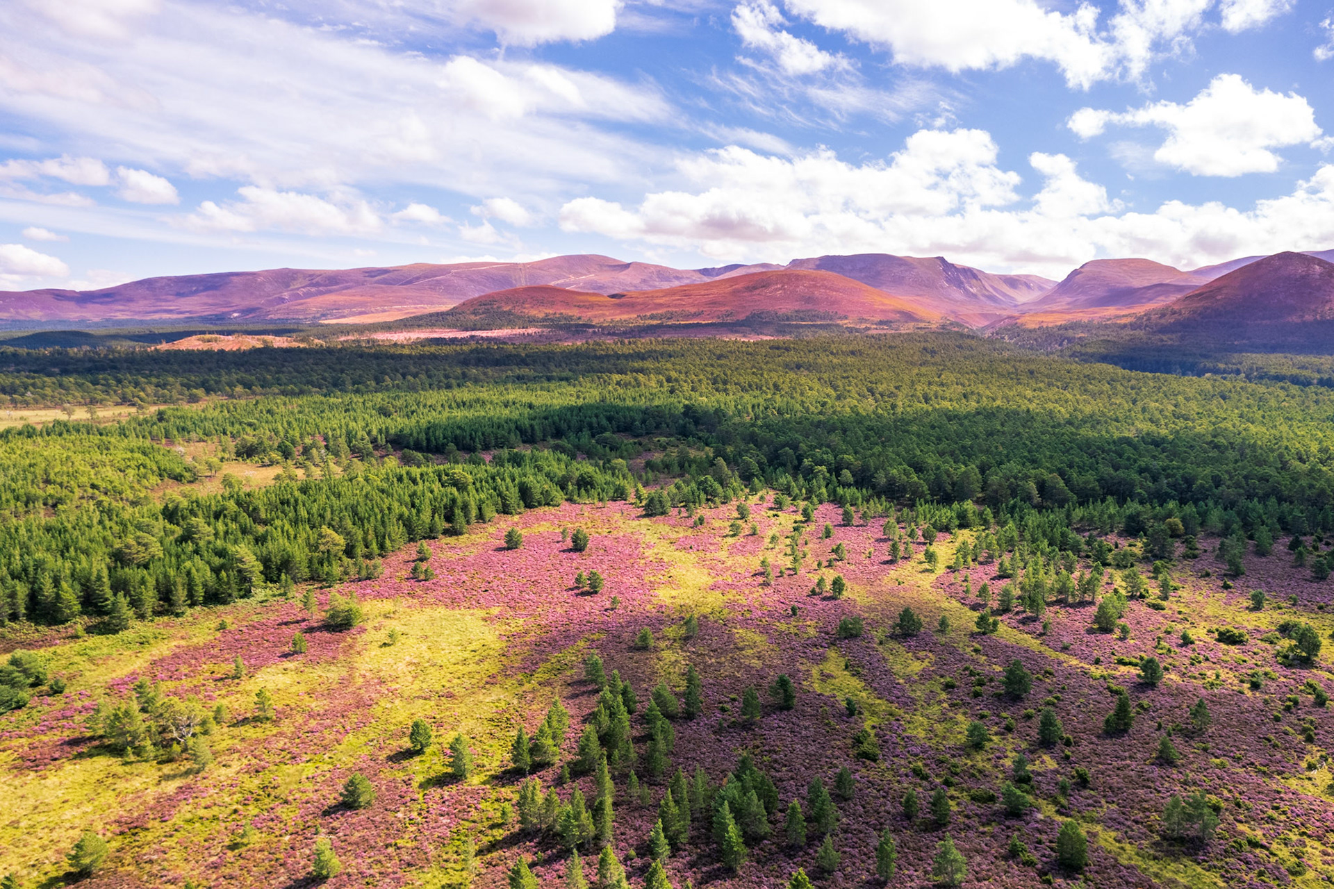 Remnants of the Caledonian Forest, Scotland