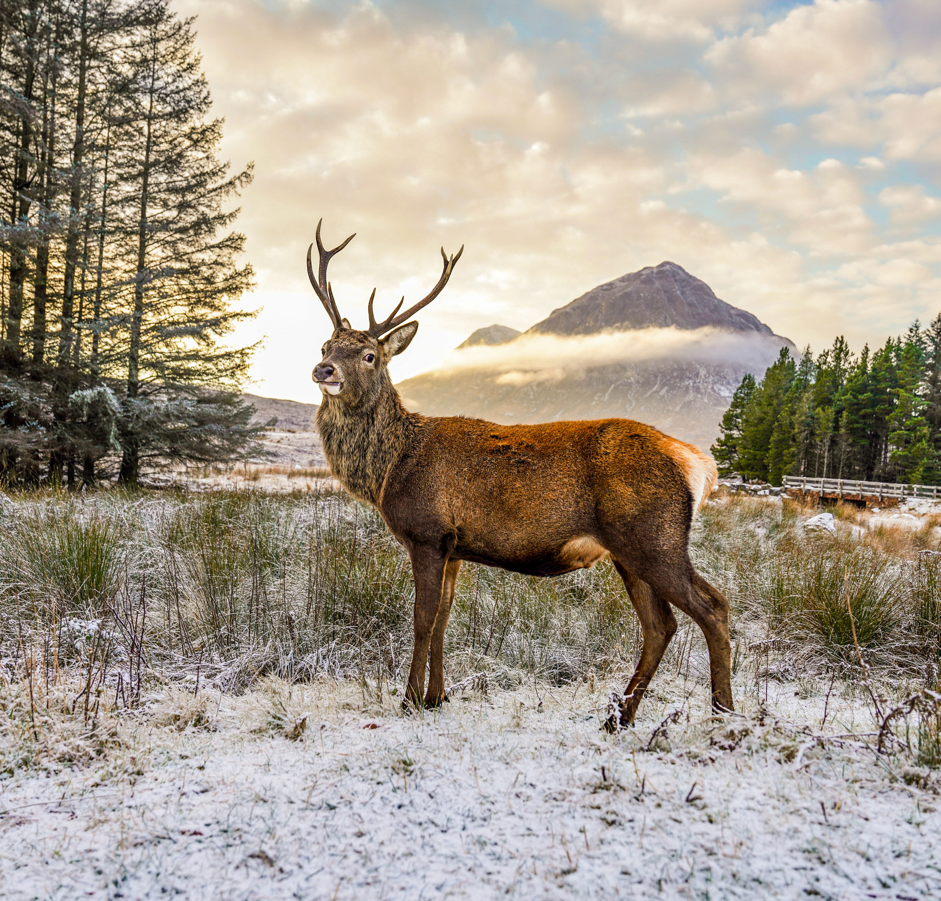 Monarch of the Glen, Stag posing in front of frozen Buachaille, Glencoe Scotland
