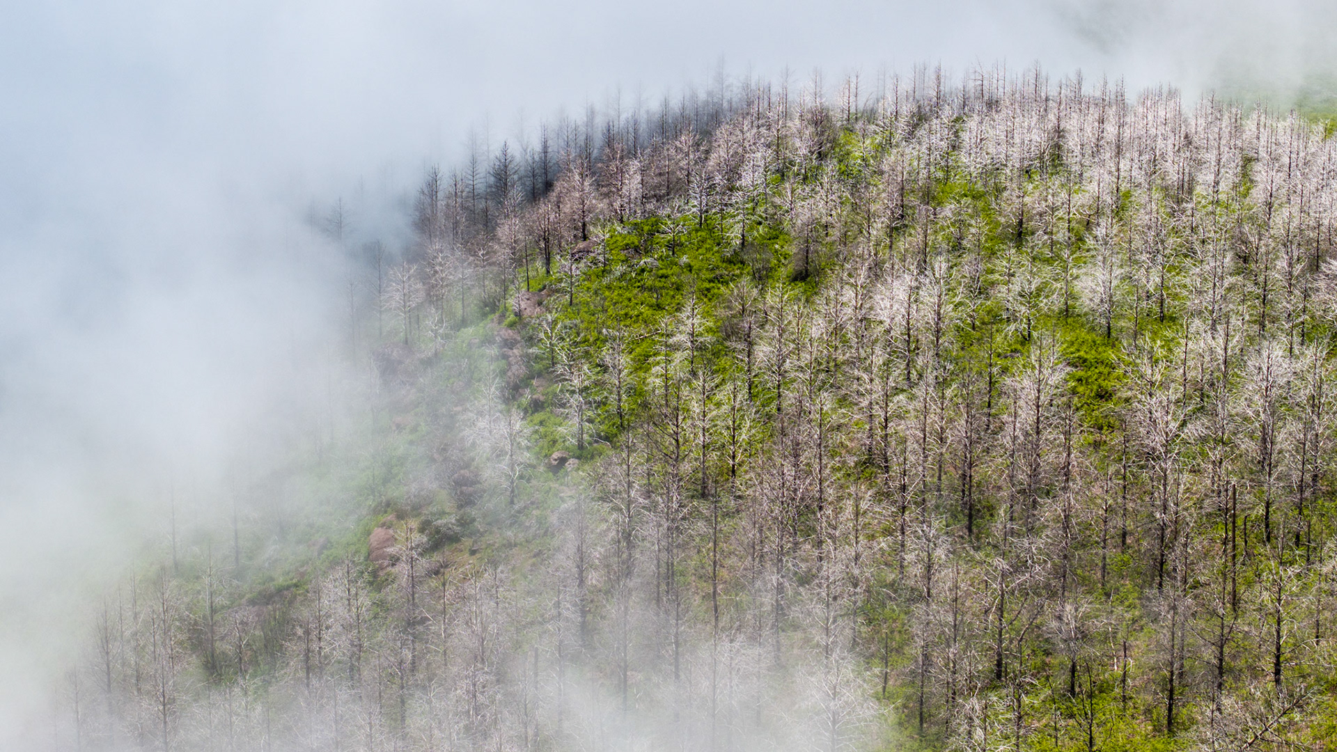A post-fire hillside on Madeira emerges partially through low cloud, its bleached dead trunks standing among vivid spring regrowth. The fog bisects the ridge diagonally, creating a natural boundary between obscurity and revelation. Shot from altitude in late May, the image records both ecological aftermath and the island's persistent capacity for renewal.