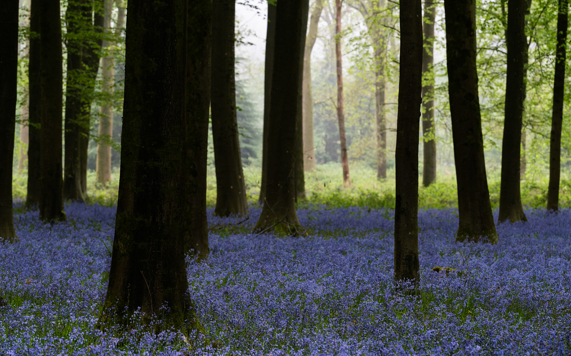 A carpet of bluebells spreads between mature beech trunks in Micheldever Wood, Hampshire, on a misty spring dawn, the soft diffused light dissolving the mid-ground into pale luminescence. Dark foreground trunks anchor the composition against the glowing depth of the wood beyond.