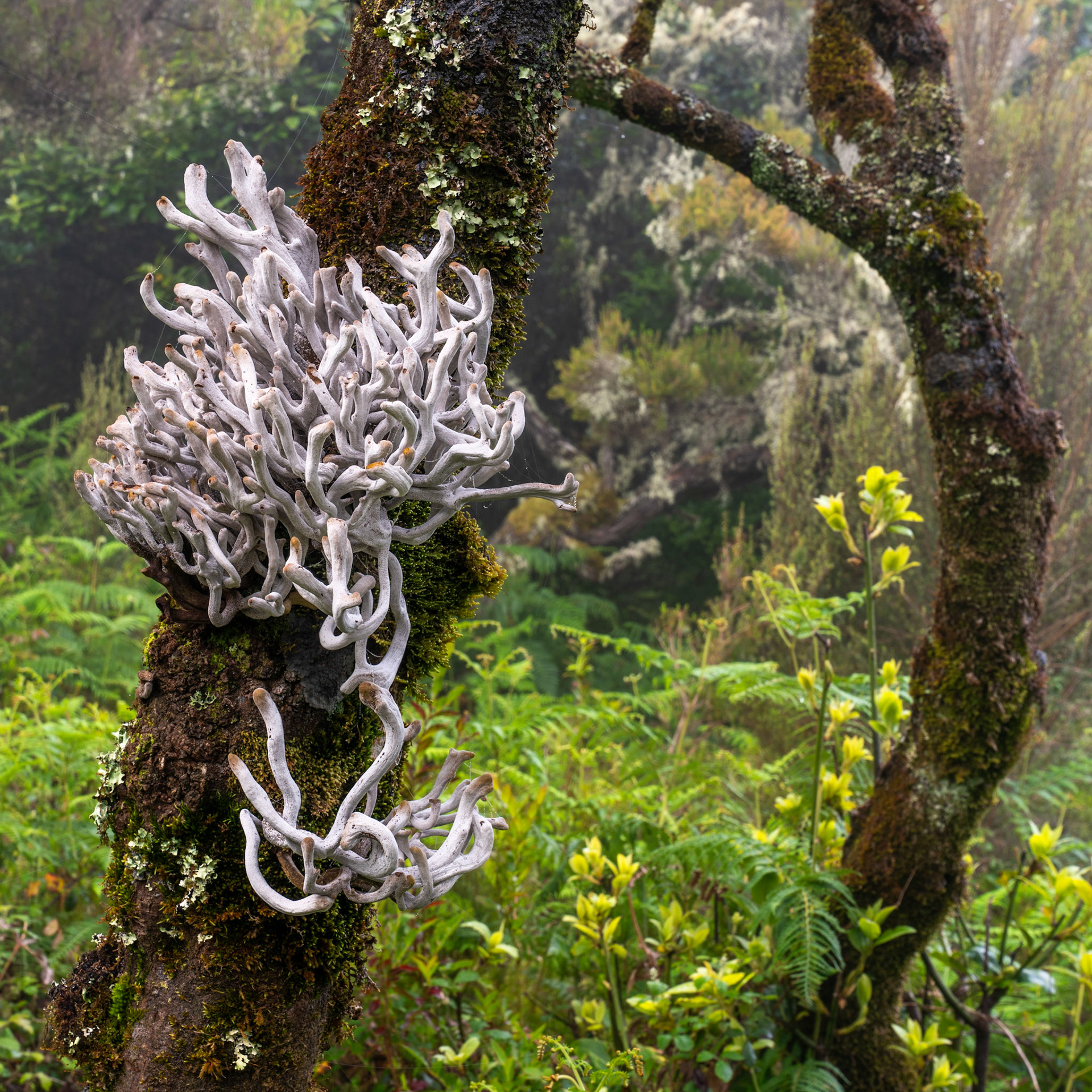 A dense colony of fruticose lichen — likely a Sticta or Cladia species — erupts from a moss-covered trunk in a humid montane forest. The branching white thalli read almost skeletal against the dark bark, their intricate architecture sharpened by the flat, diffuse light of an overcast morning. A second, smaller cluster lower on the trunk anchors the composition and extends the eye downward.