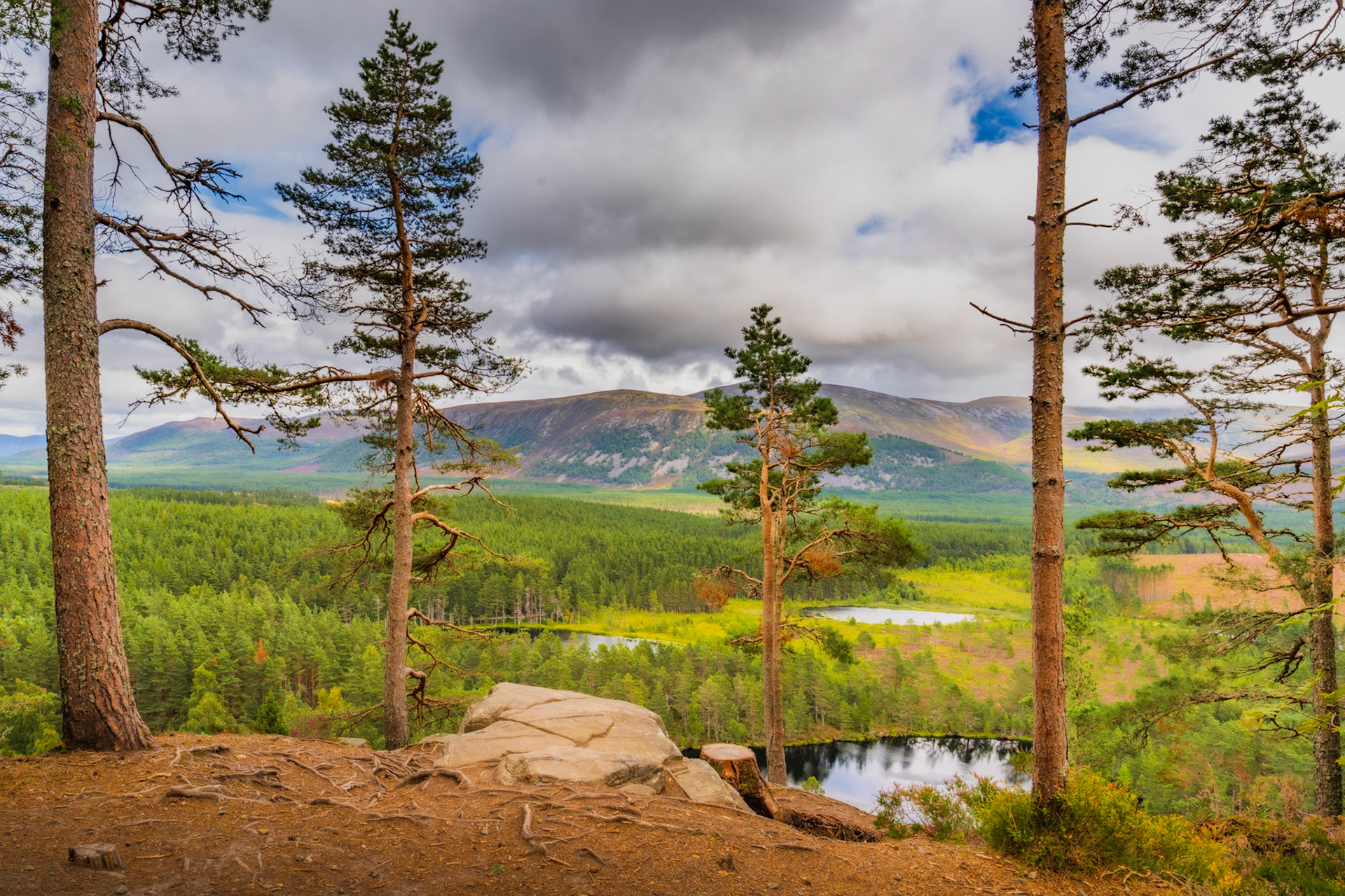 Old pine trees look out over the vast forests and small lochens of the Cairngorms National Park, in Glenmore, Scotland