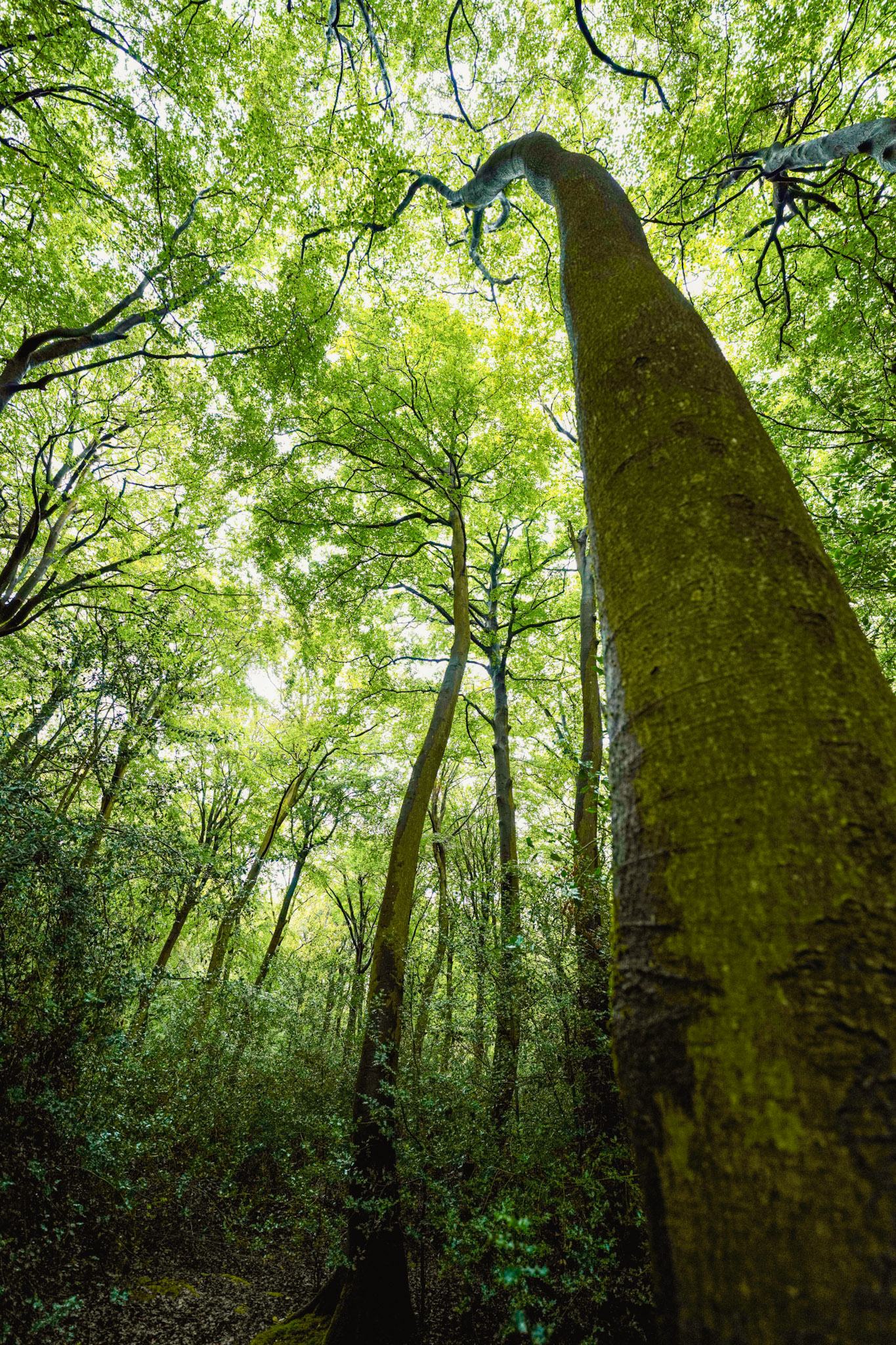 A moss-covered beech trunk rises steeply from the understorey of a Chilterns woodland in Oxfordshire, the worm's-eye perspective compressing a dense summer canopy into a luminous green ceiling. The upward viewpoint emphasises the tree's dominance while secondary stems behind echo the vertical thrust. Flat overcast light holds the scene together without distraction.