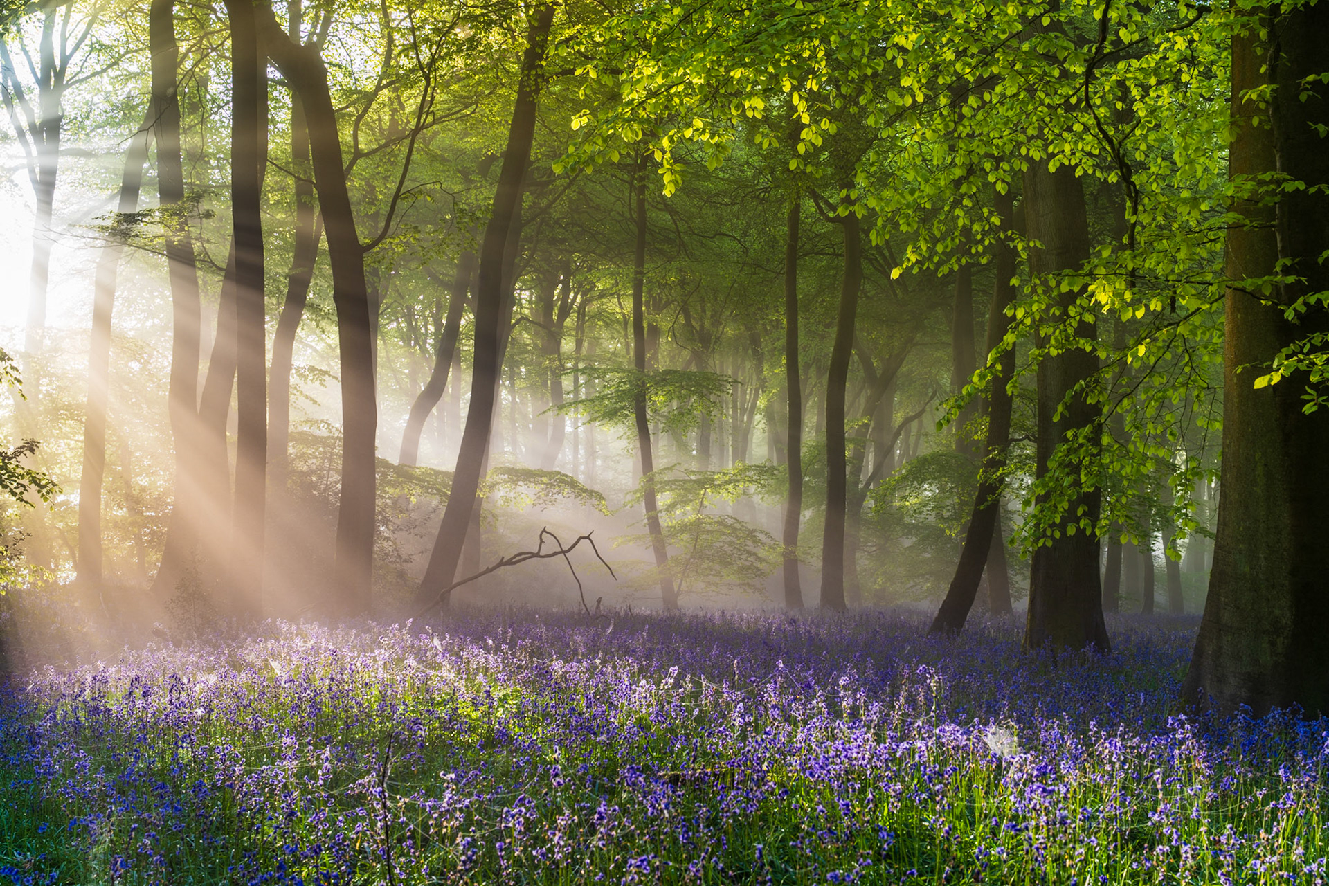 Sunrise Sunbeams Springtime Bluebells, Chilterns, UK (Awarded)