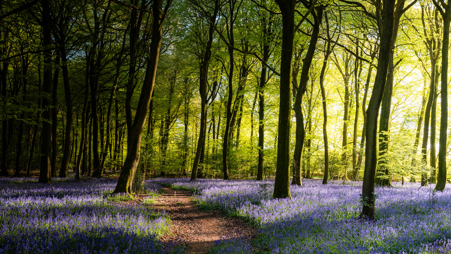 A narrow earth path winds through mature beech woodland in the Chilterns, Oxfordshire, its floor carpeted in flowering bluebells and lit by low spring morning light breaking through the canopy from the east. The contrast between the dark foreground trunks and the backlit, lime-green foliage creates depth and draws the eye into the wood. Timing places this at peak bluebell season, with the low sun angle suggesting early morning capture consistent with the recorded time.